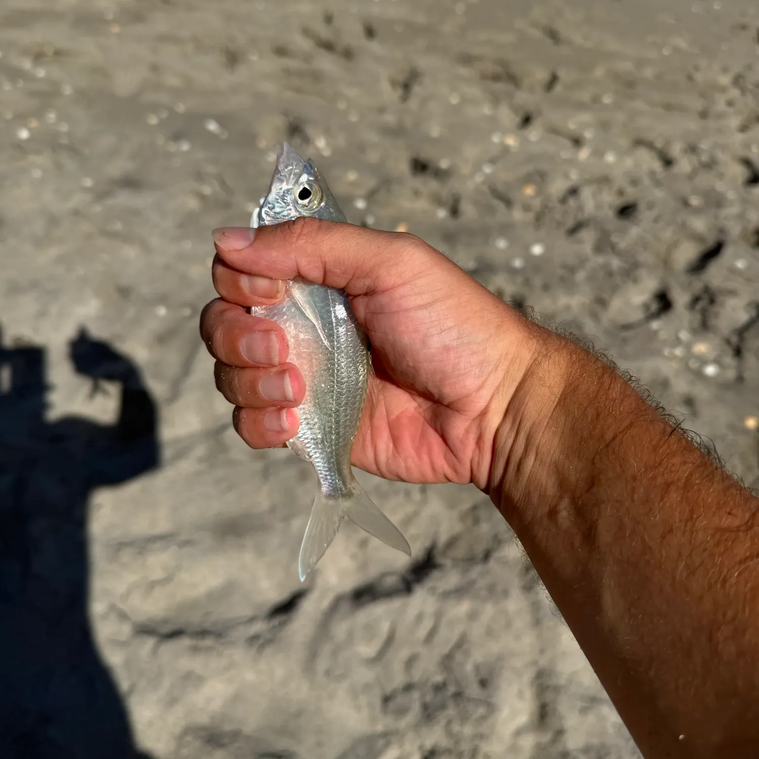 The most recent Atlantic spotfin mojarra catches on Fishbrain