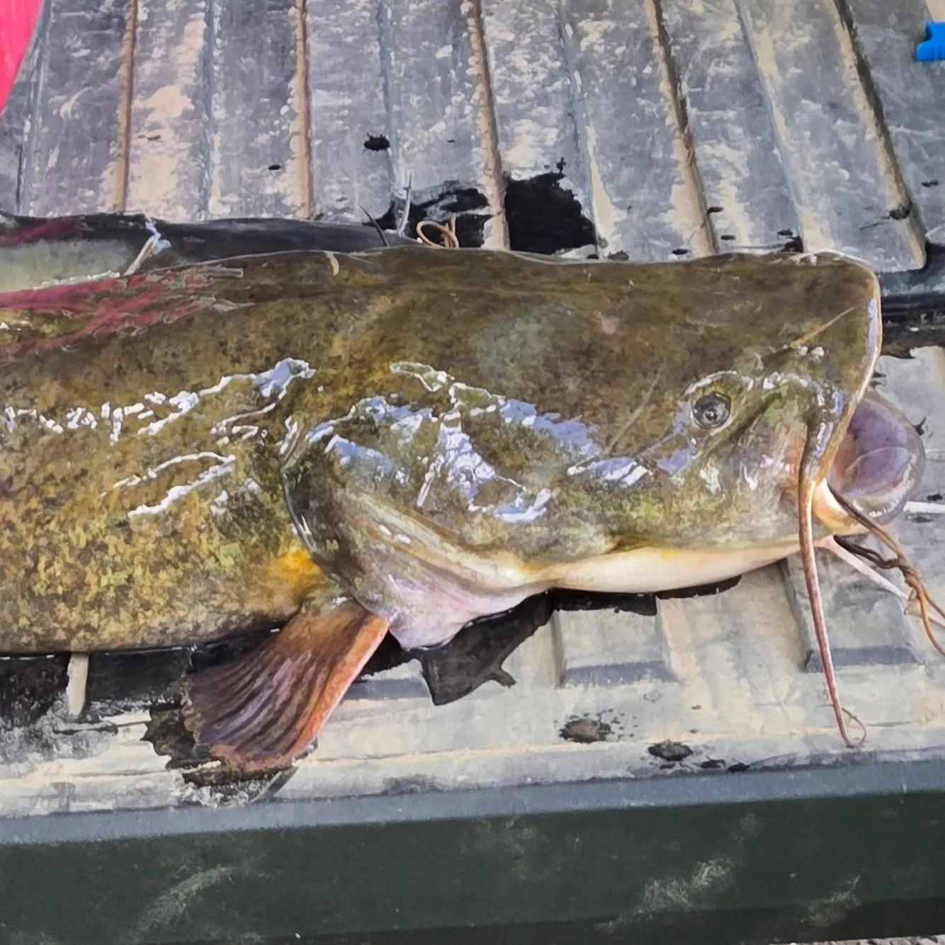 Channel catfish caught on Fishbrain