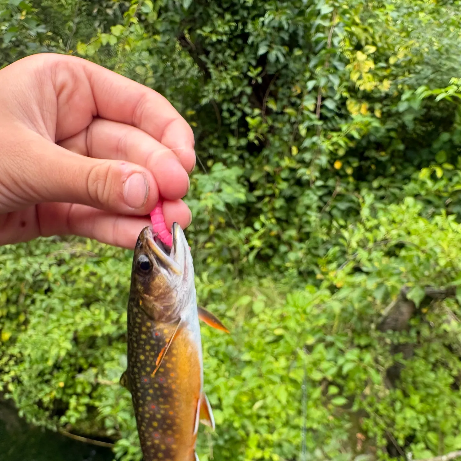 Brook trout caught on Fishbrain