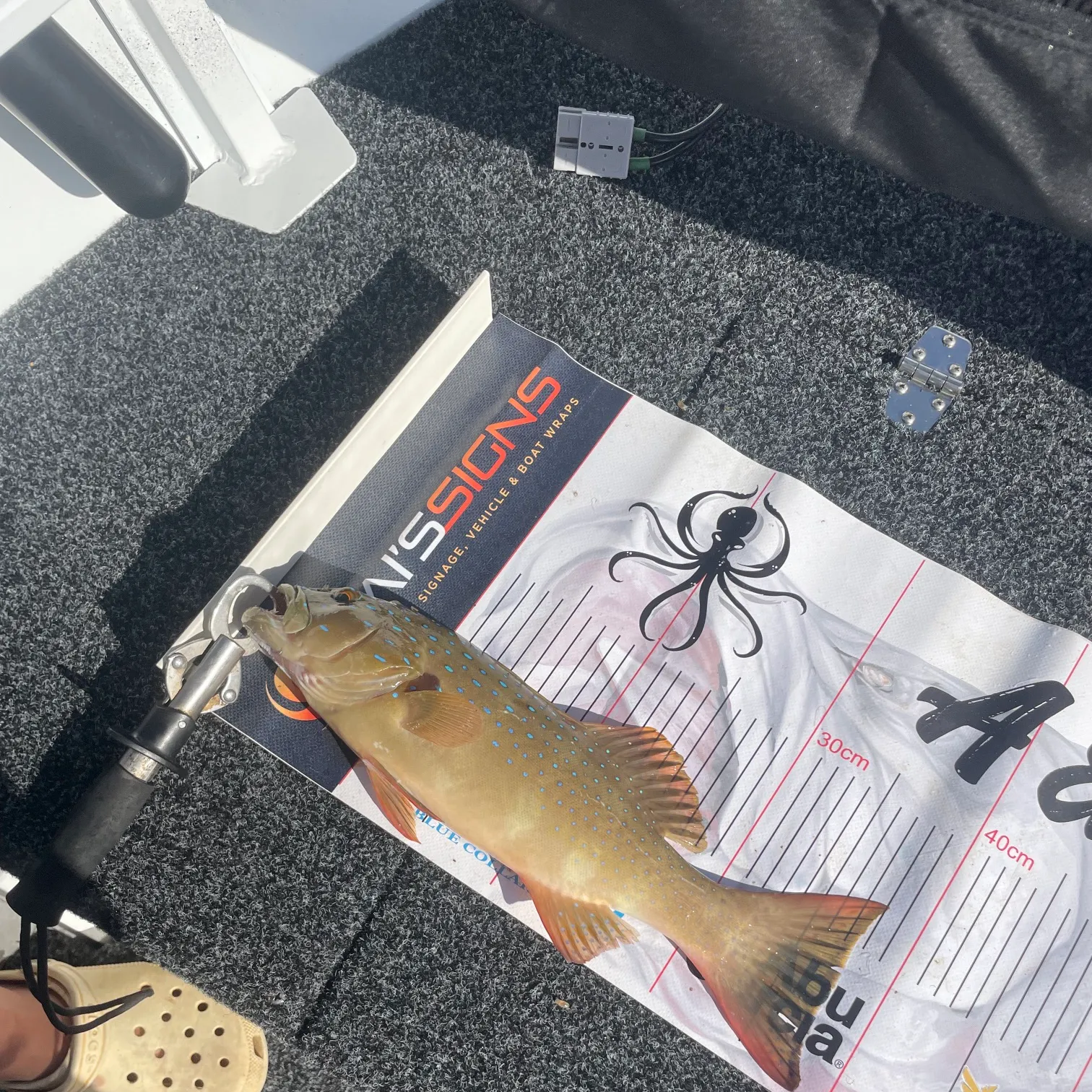 The most recent Leopard coralgrouper catches on Fishbrain