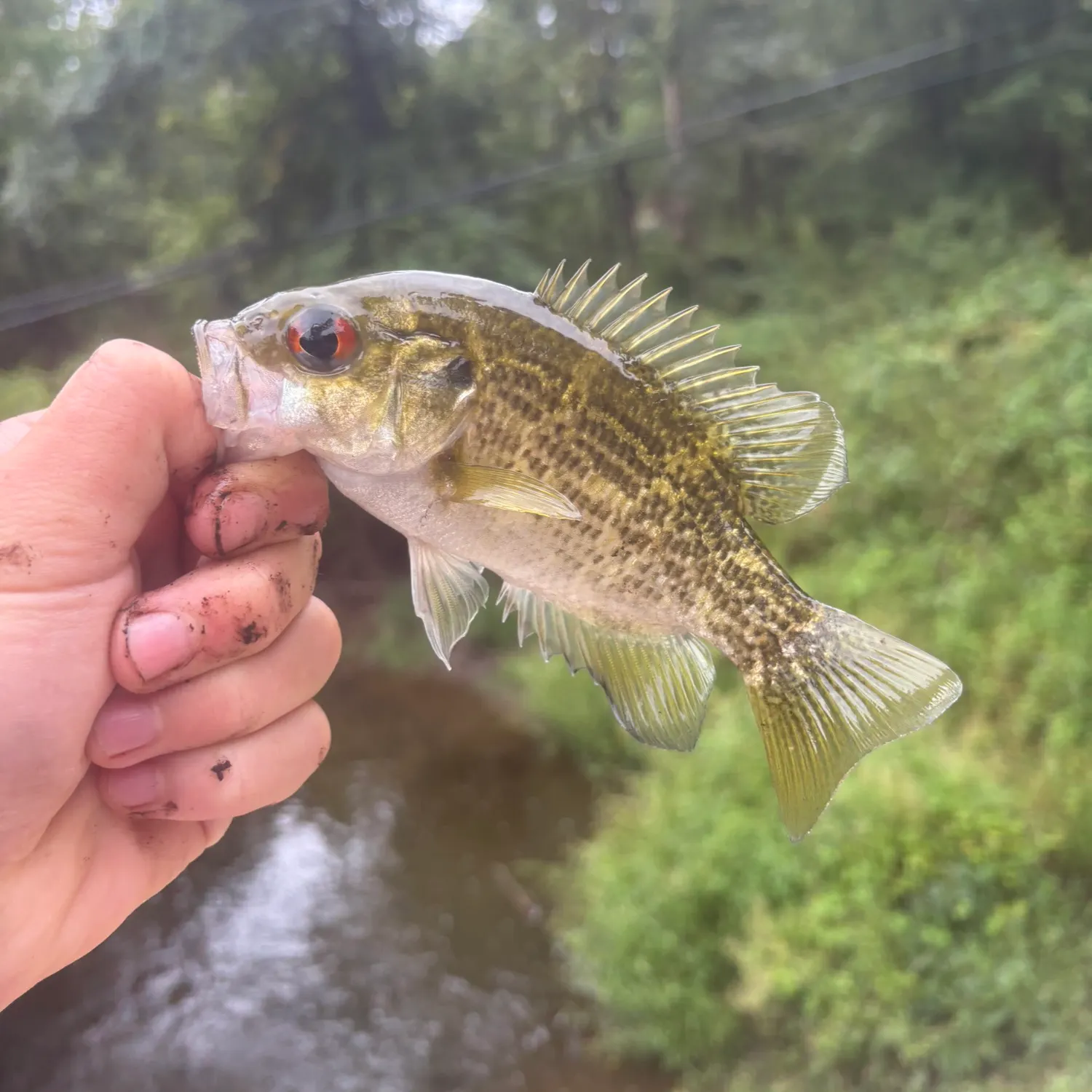 Rock bass caught on Fishbrain