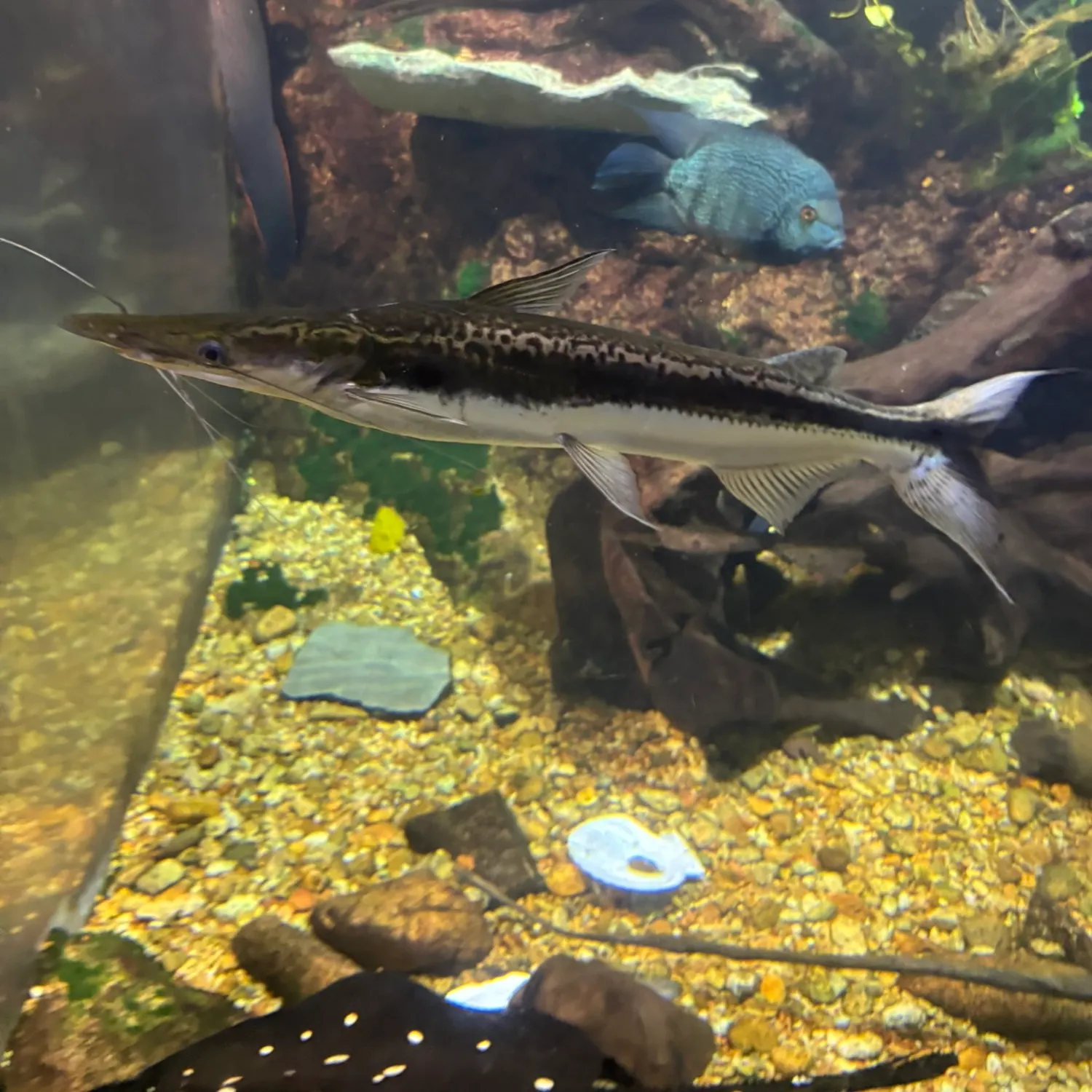 The most recent Porthole shovelnose catfish catches on Fishbrain