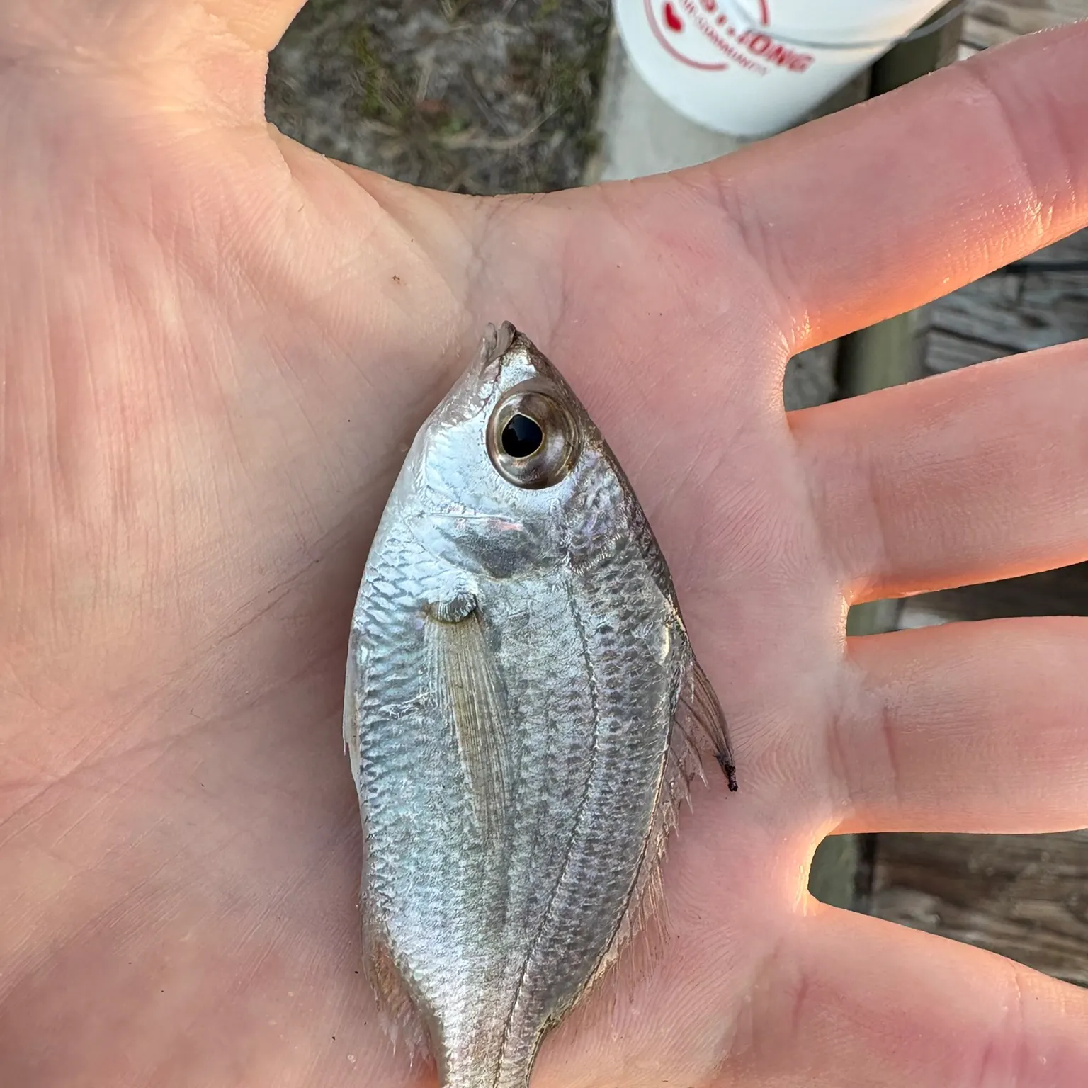 The most recent Pile perch catches on Fishbrain