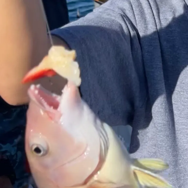 The most recent Ocean whitefish catches on Fishbrain