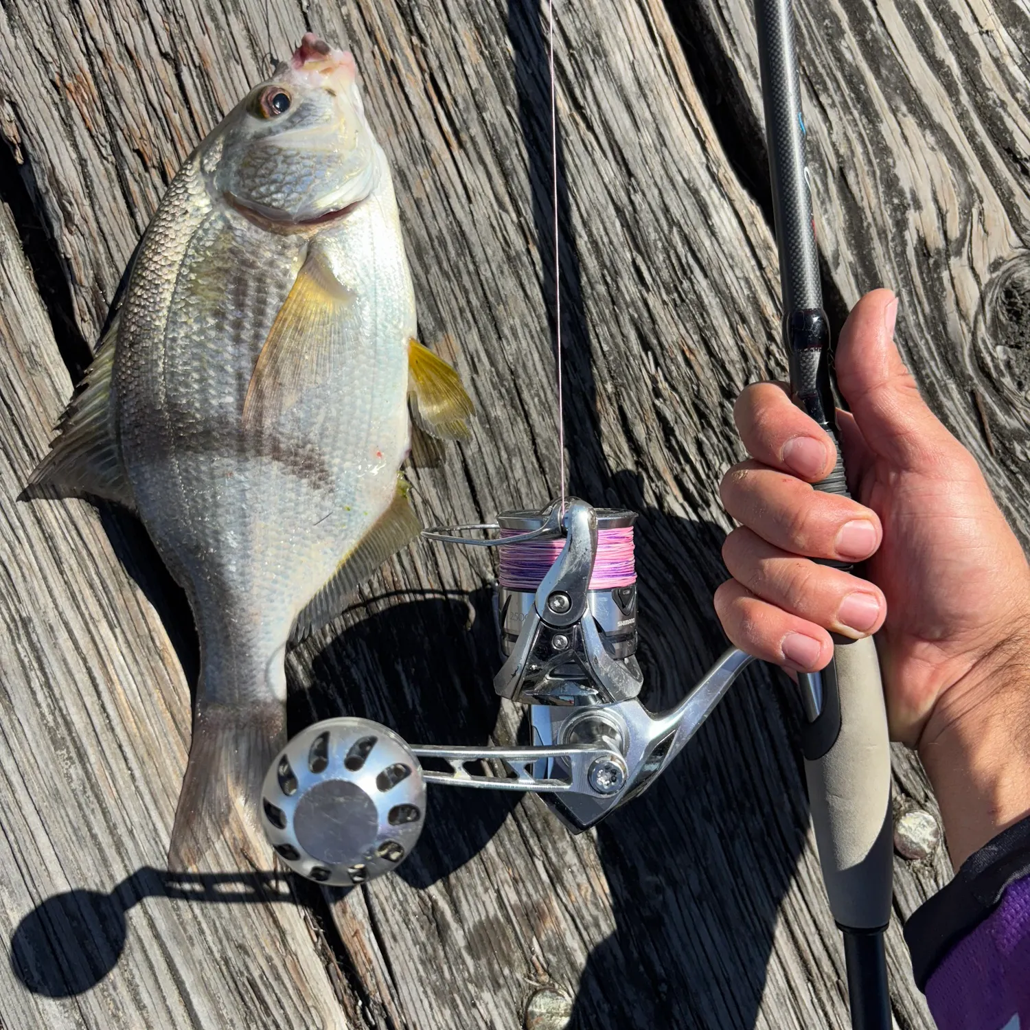 The most recent Pile perch catches on Fishbrain
