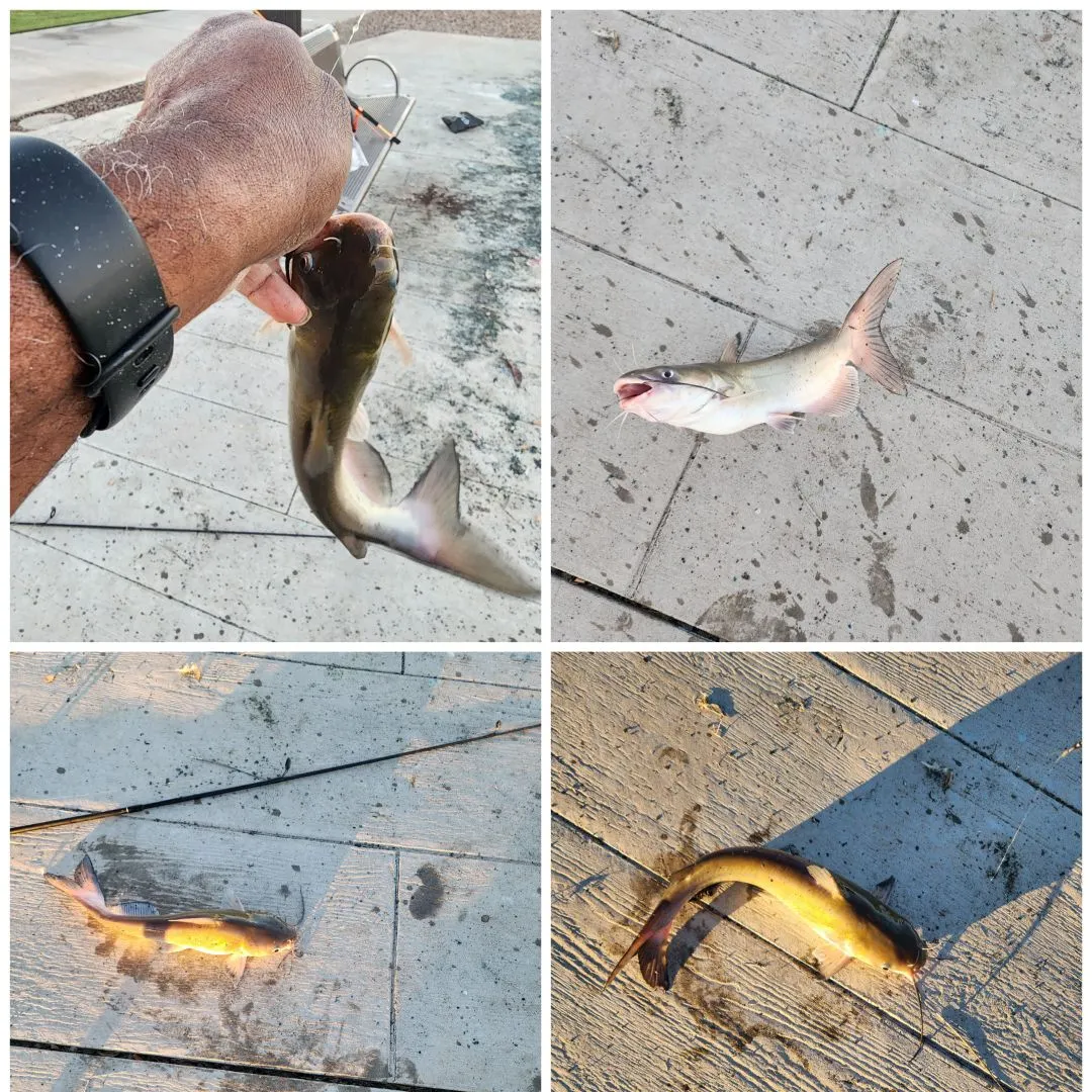 Channel catfish caught on Fishbrain