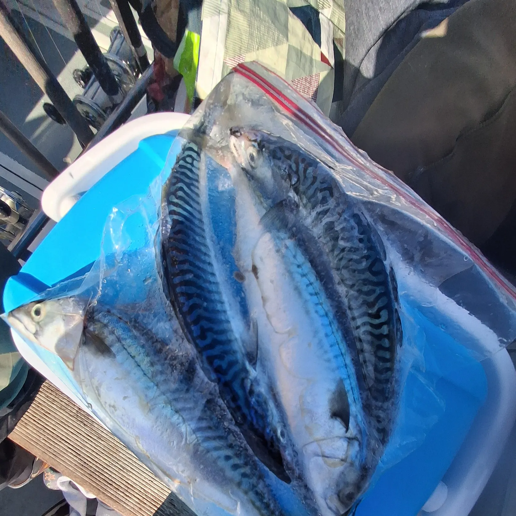 Atlantic mackerel caught on Fishbrain