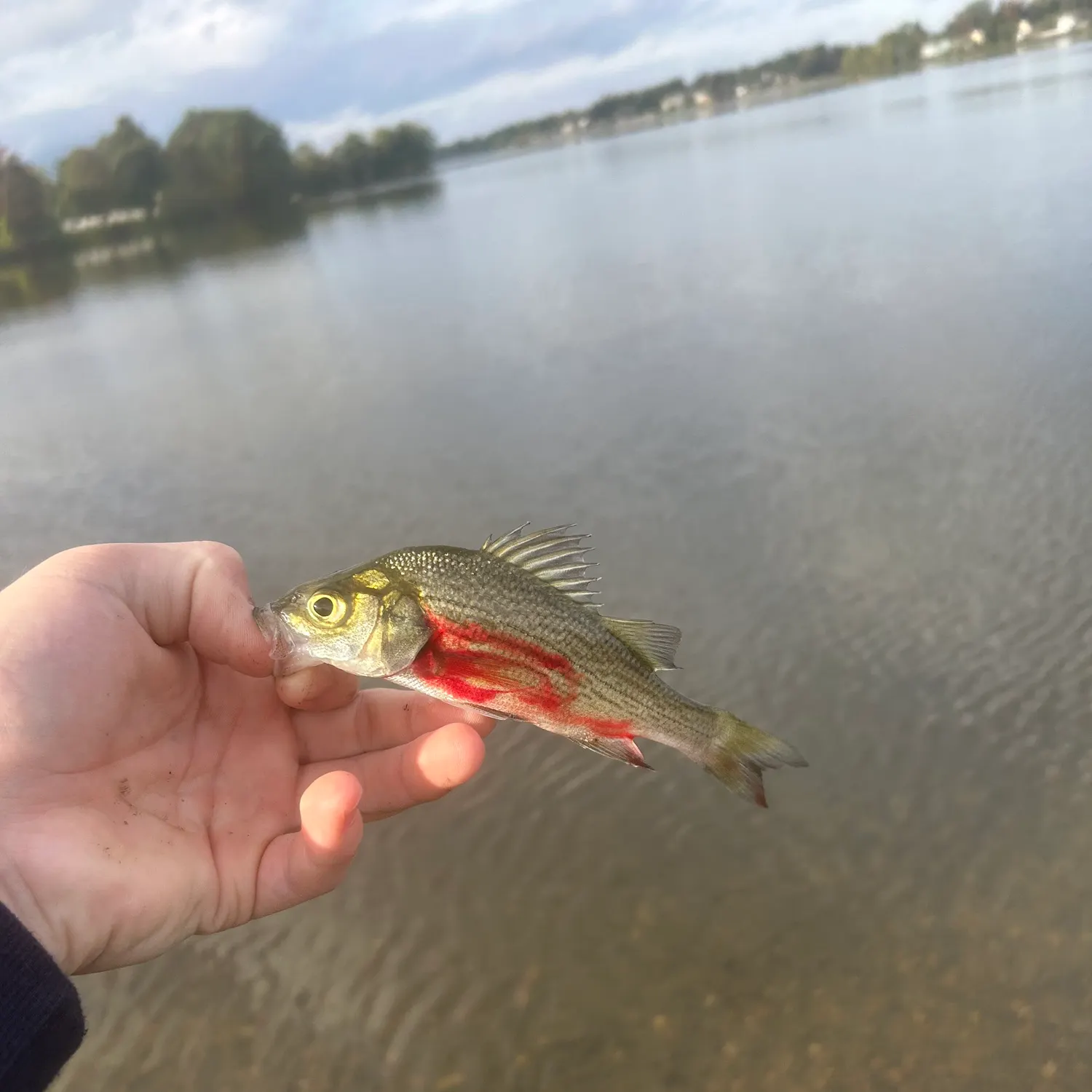 White perch caught on Fishbrain
