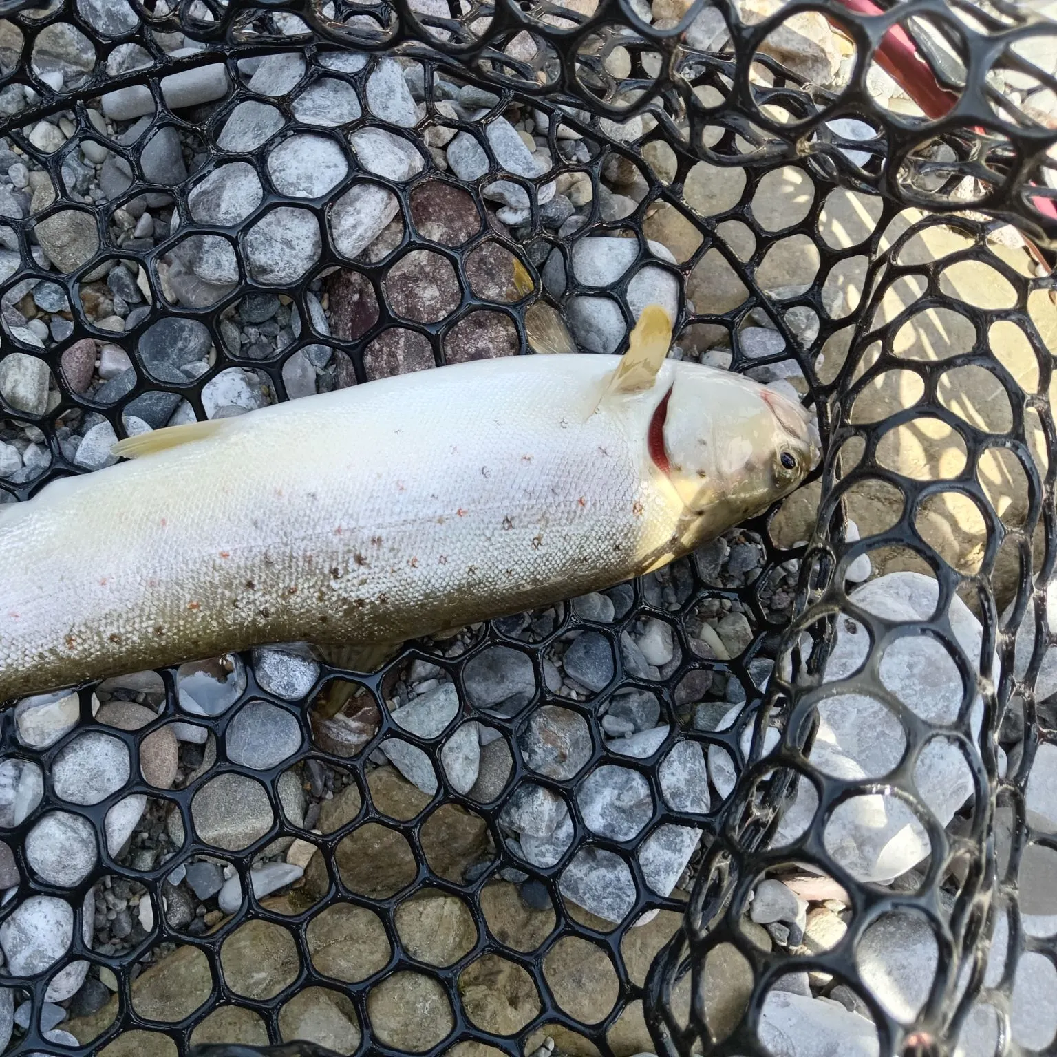 Brown trout caught on Fishbrain