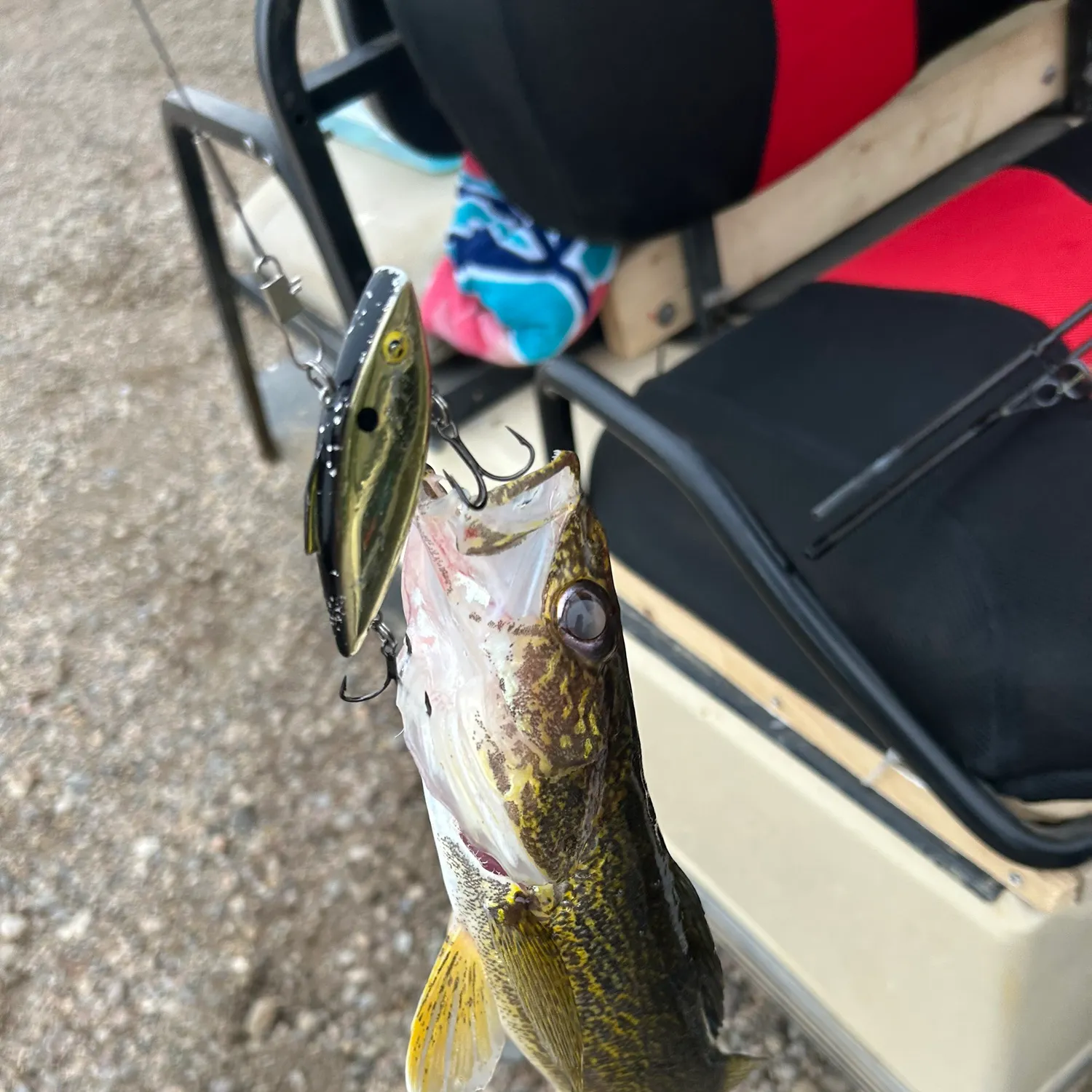 Walleye caught on Fishbrain