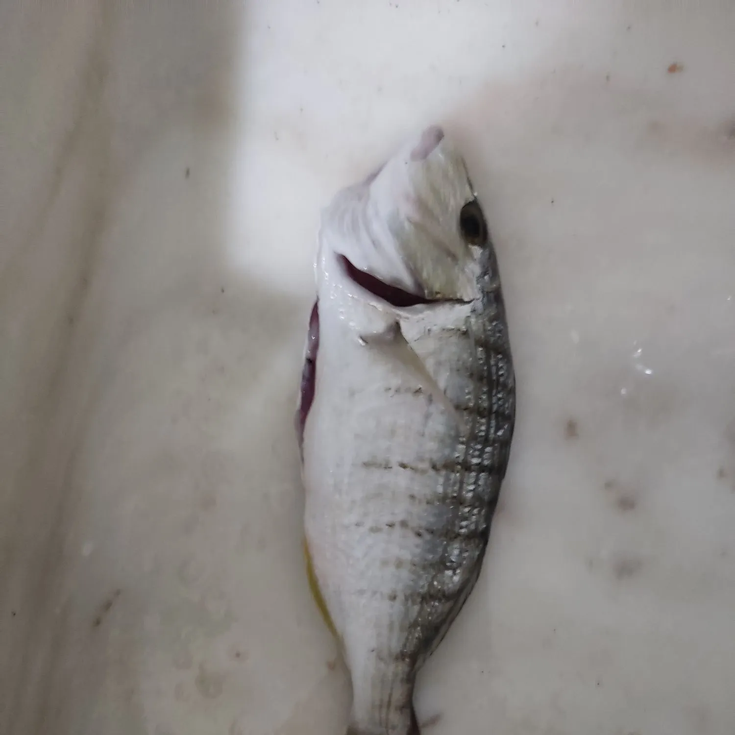 The most recent Striped seabream catches on Fishbrain