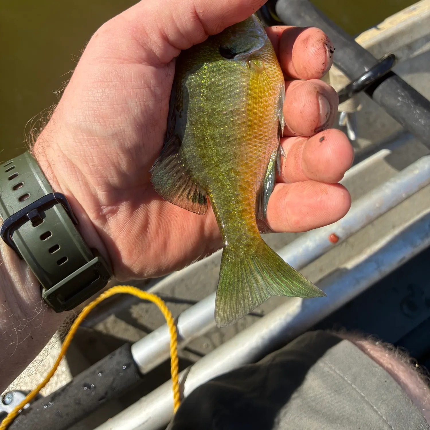 Bluegill caught on Fishbrain