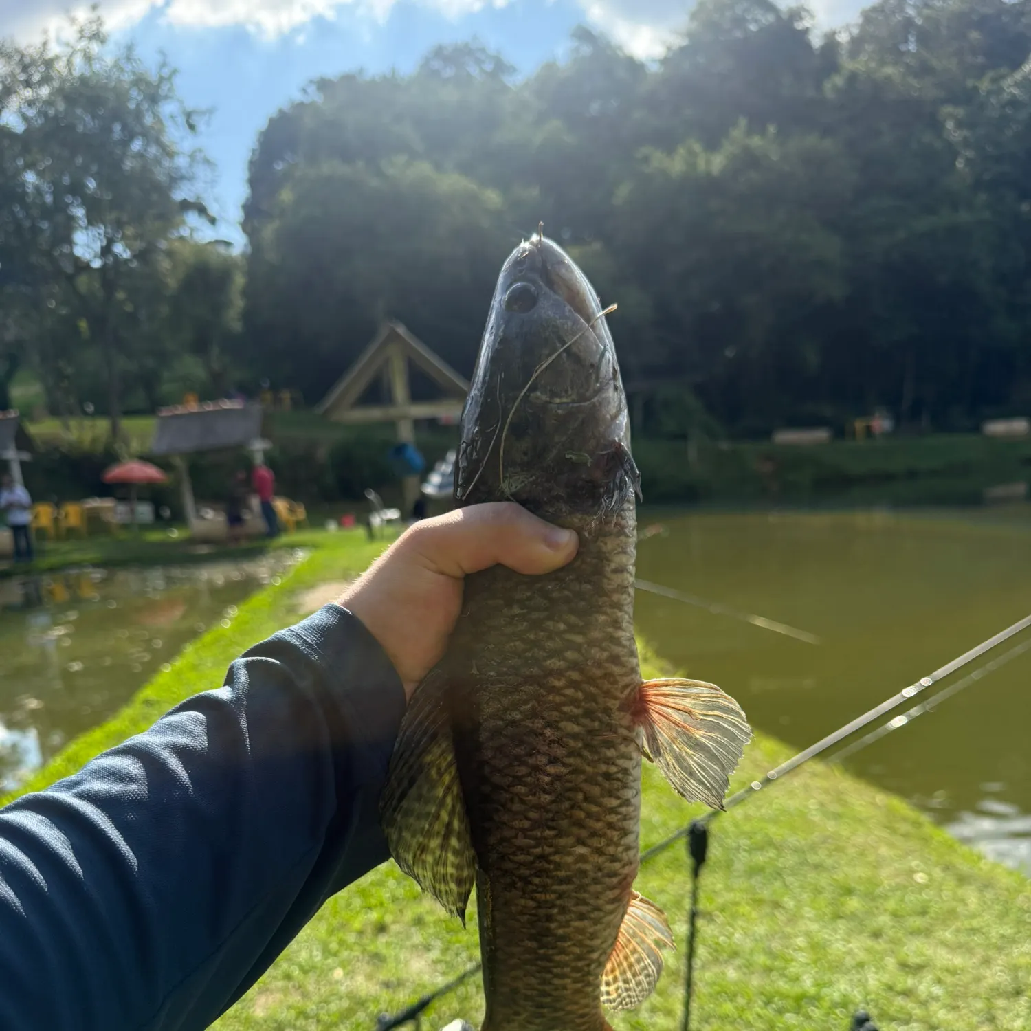 The most recent Trahira catches on Fishbrain