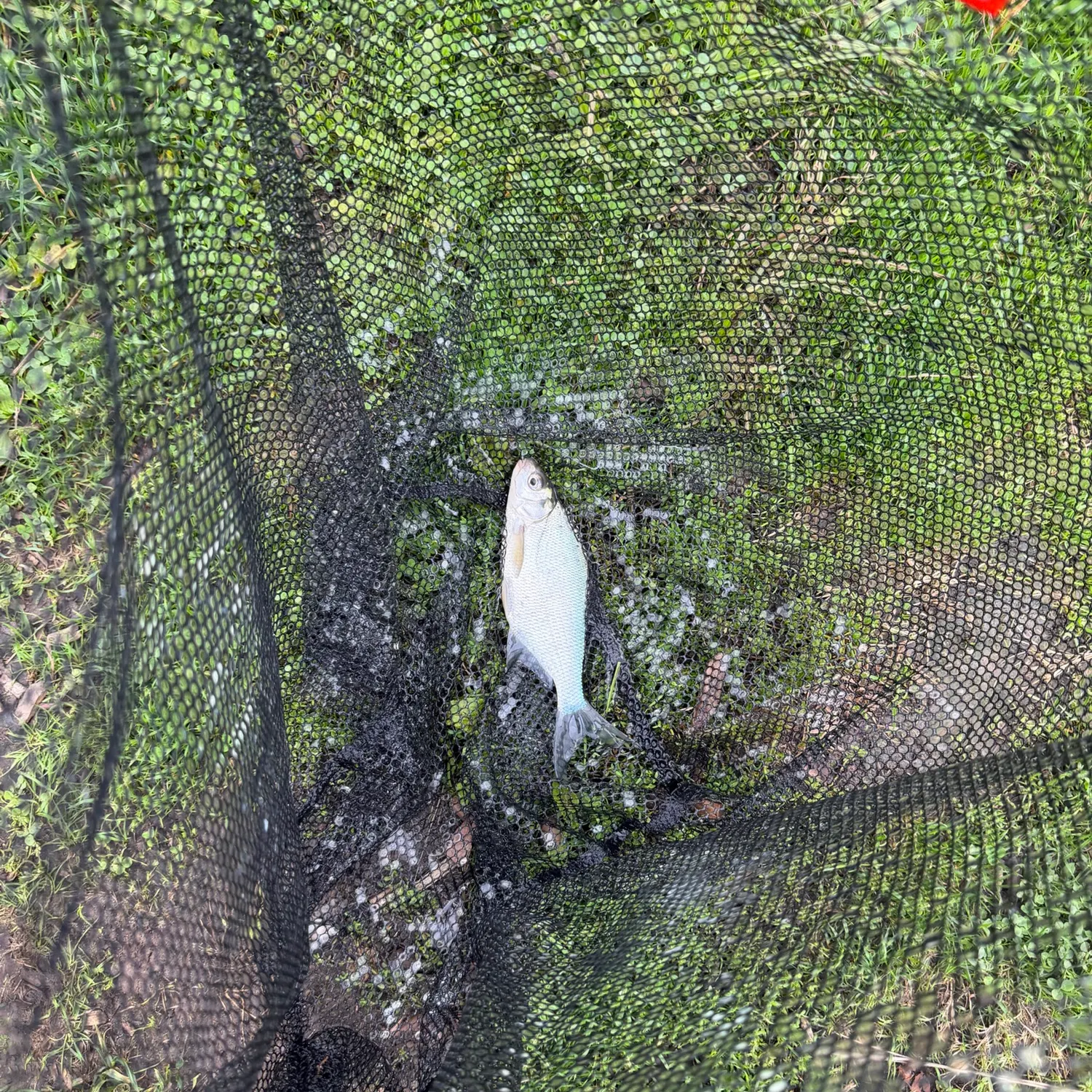 Common bream caught on Fishbrain