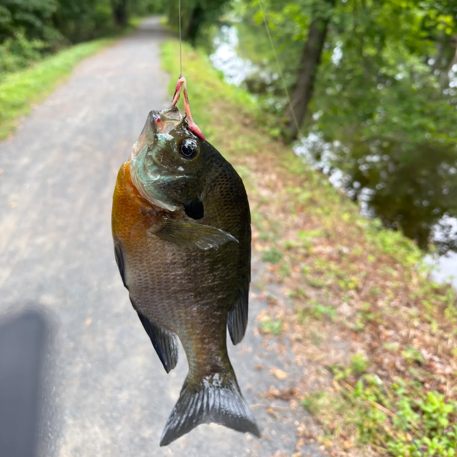 catch