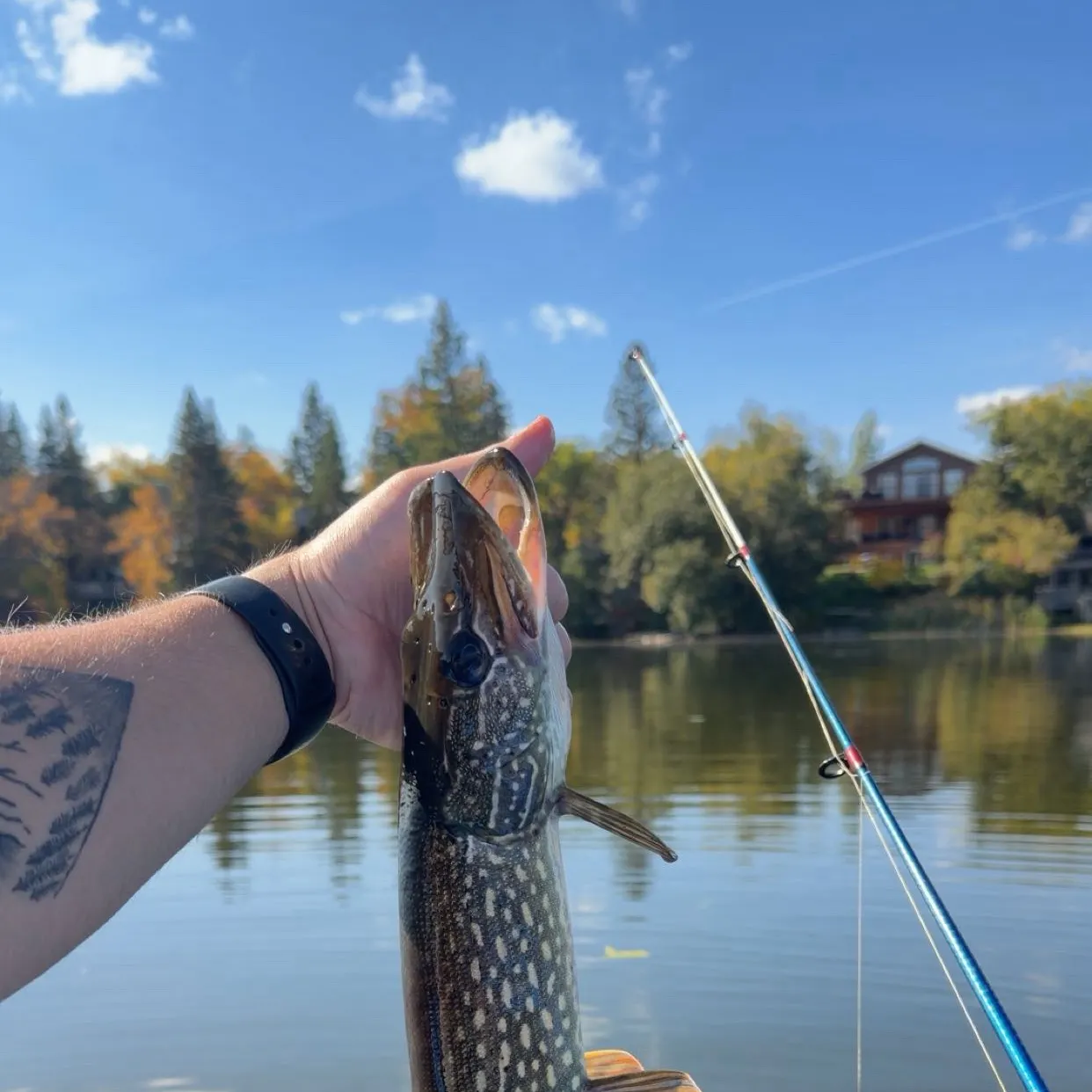 Northern pike caught on Fishbrain