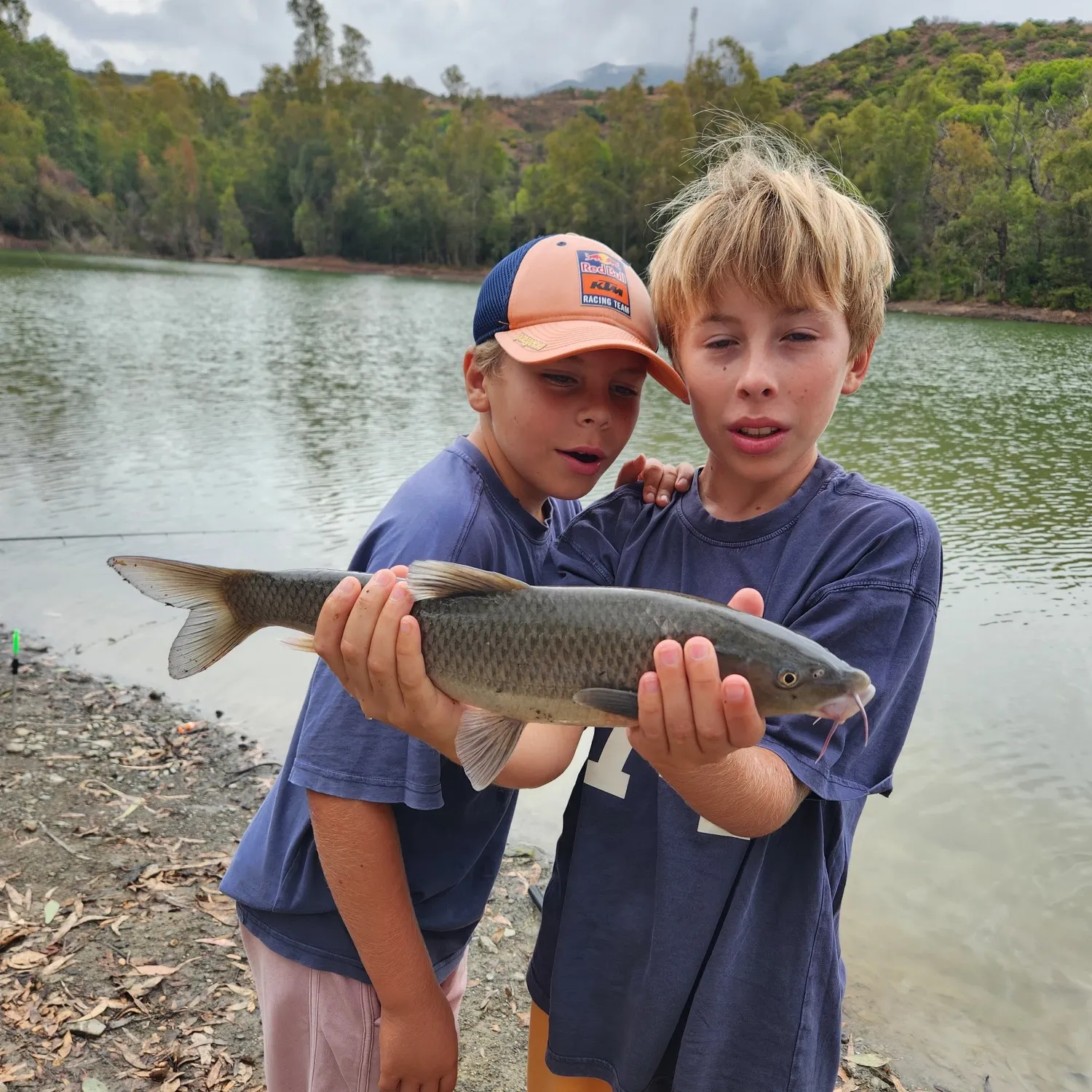 Andalusian barbel caught on Fishbrain