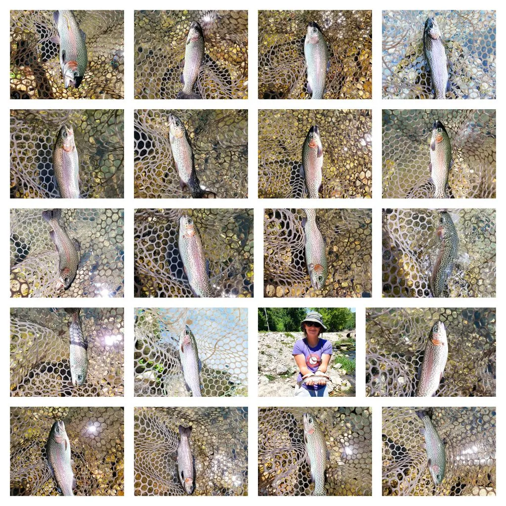 recently logged catches