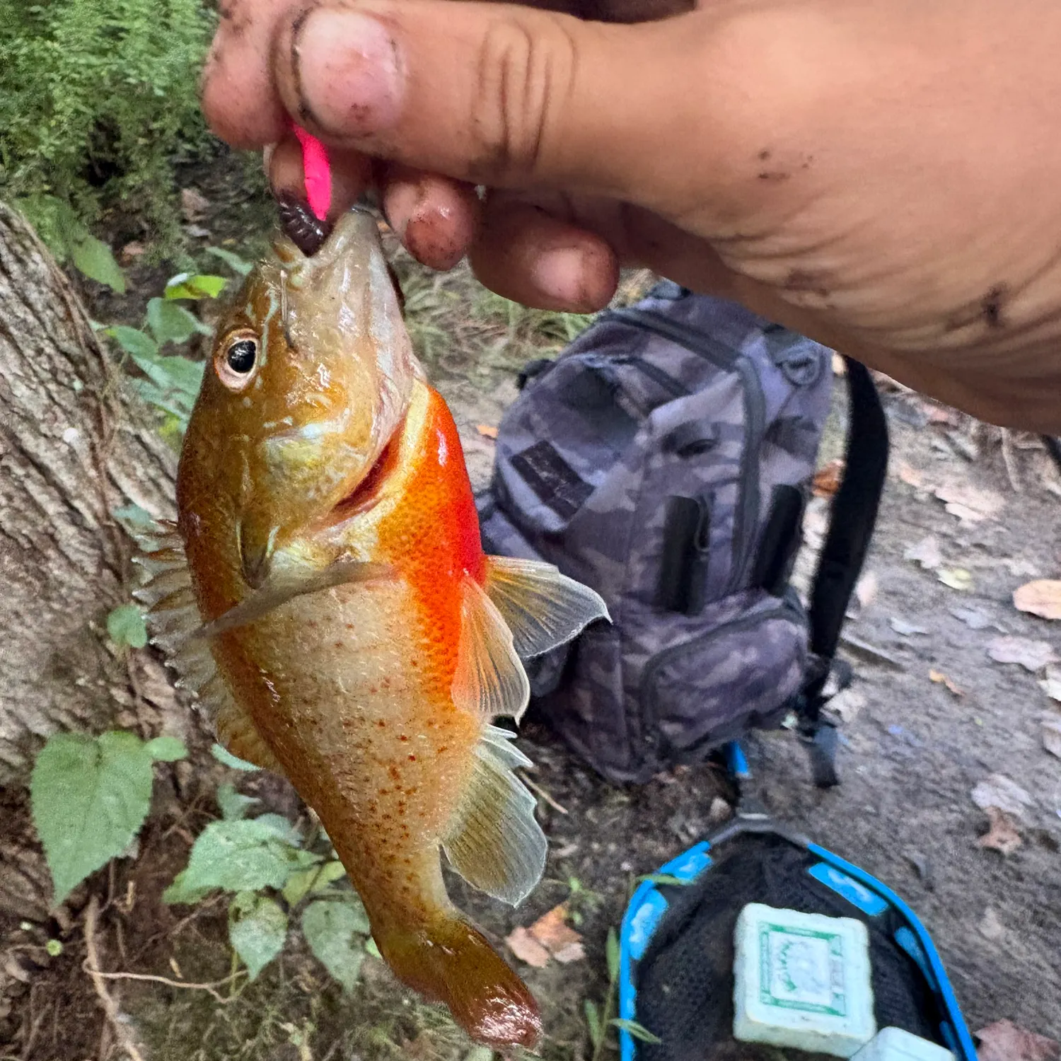 catch
