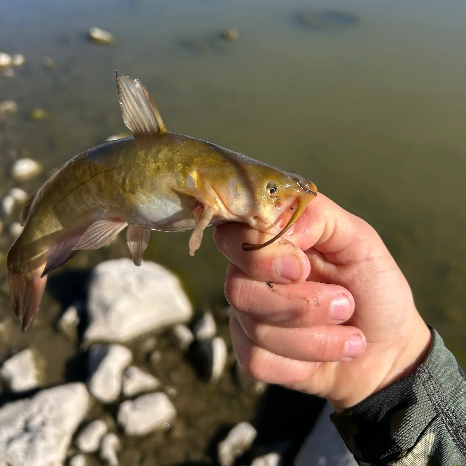 Yellow bullhead caught on Fishbrain
