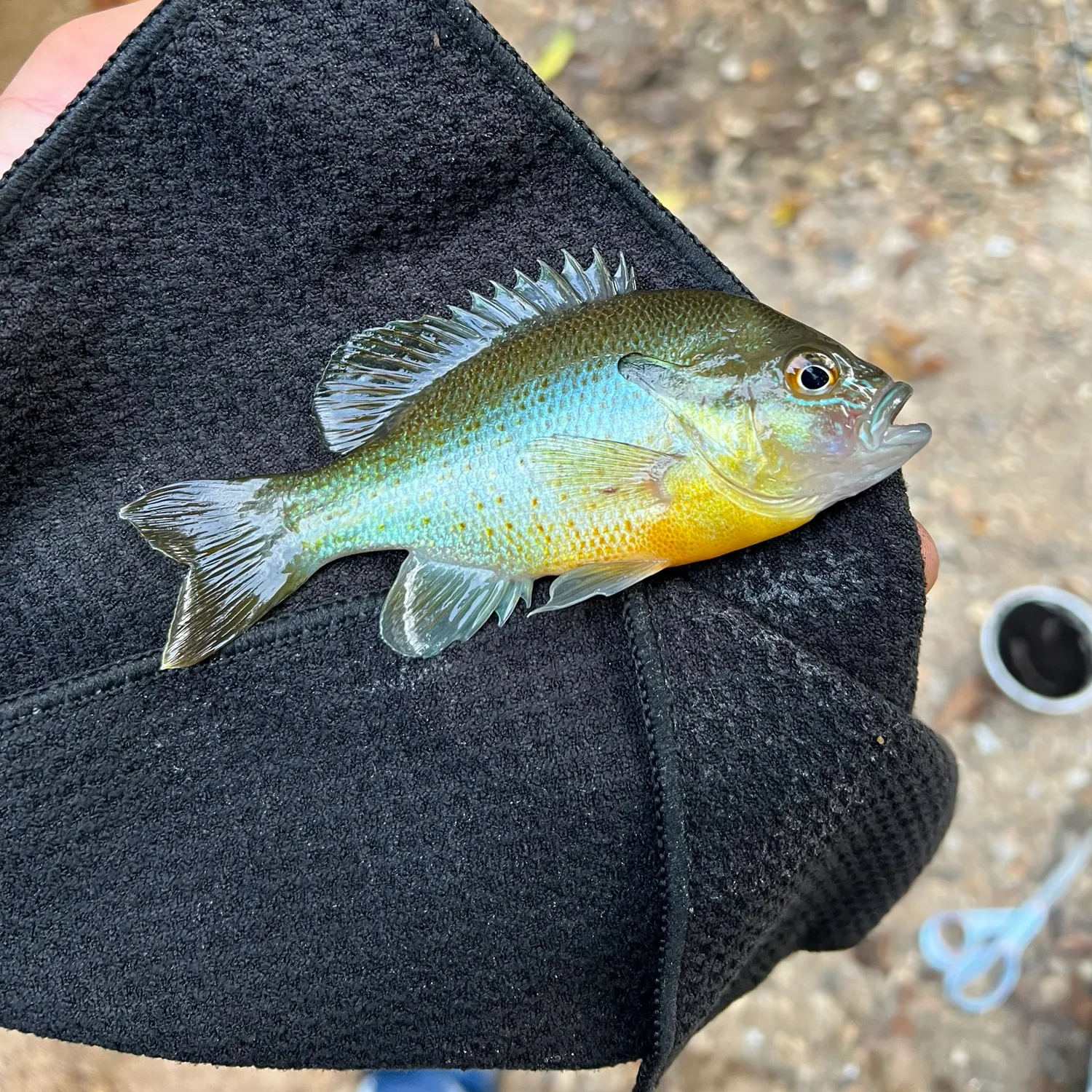 Redbreast sunfish caught on Fishbrain