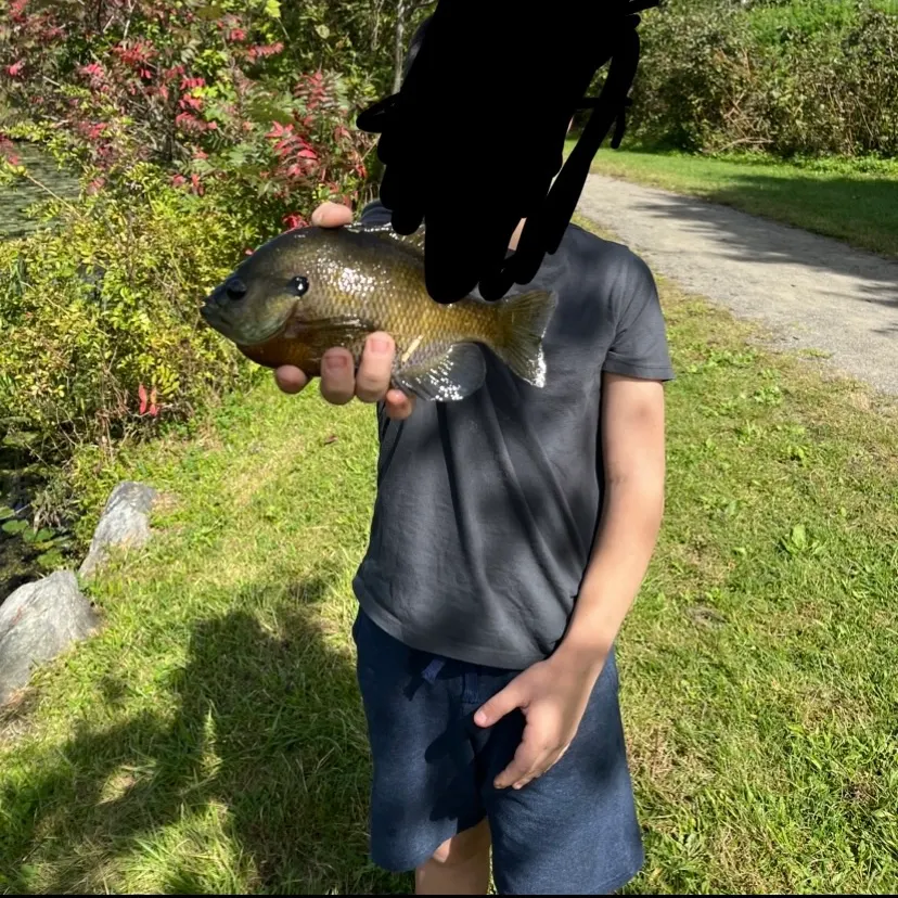 Bluegill caught on Fishbrain