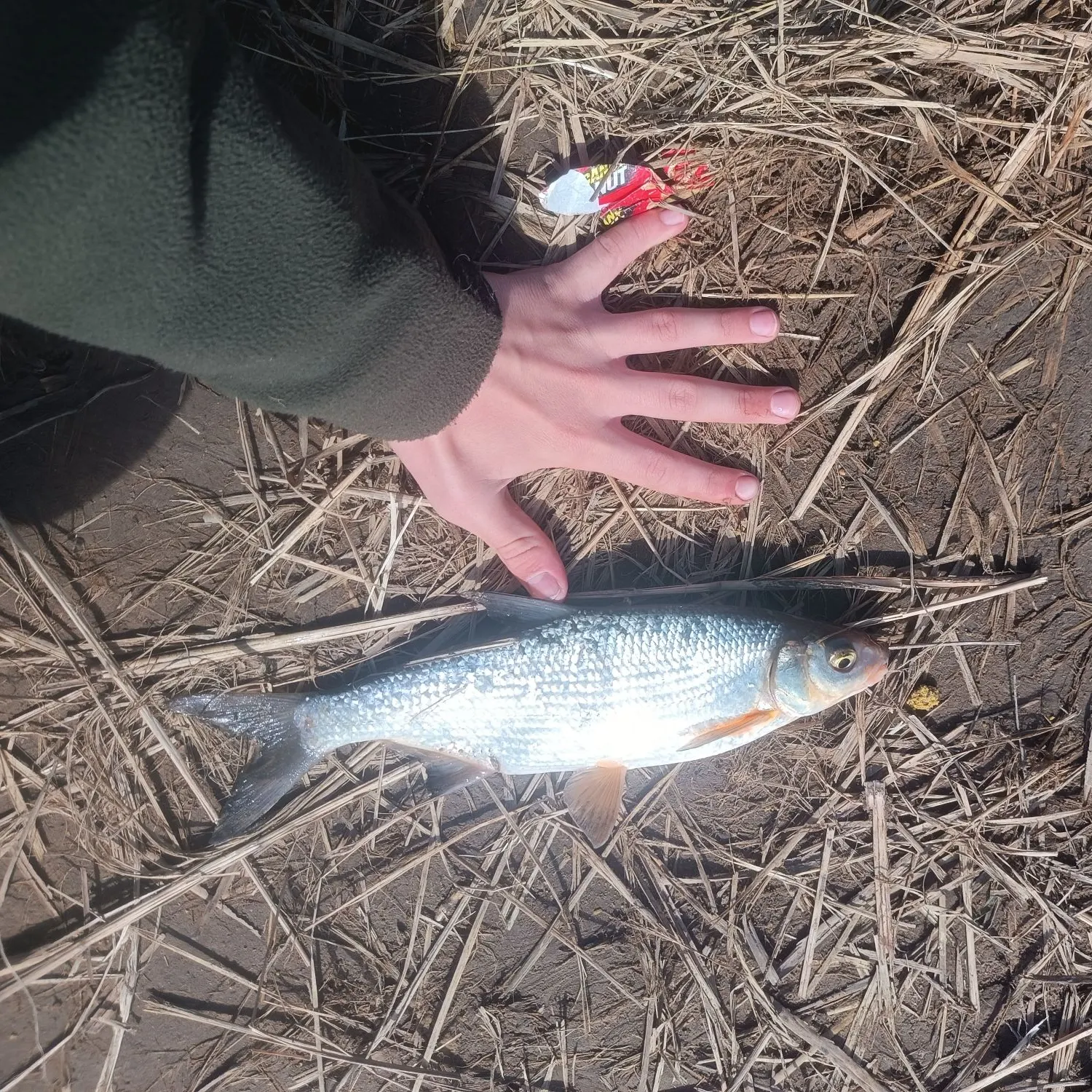 The most recent Vimba bream catches on Fishbrain