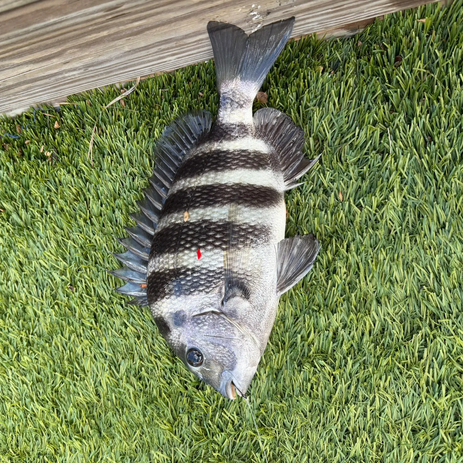 The most recent Sheepshead catches on Fishbrain
