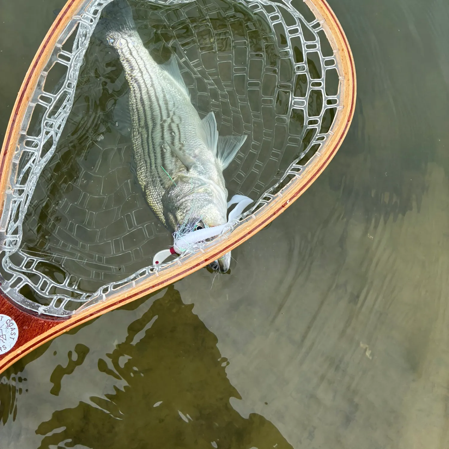 Striped bass caught on Fishbrain