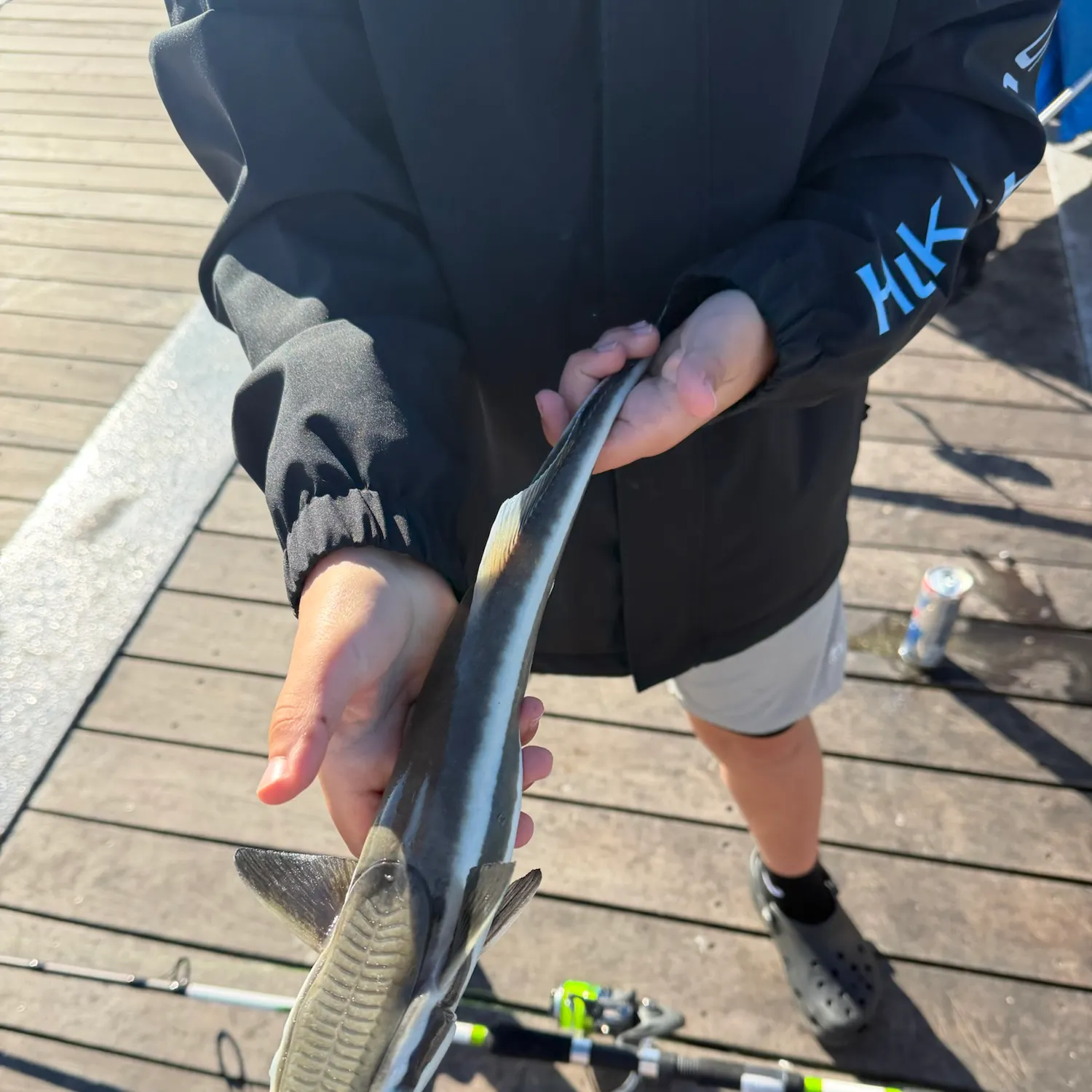Common remora caught on Fishbrain