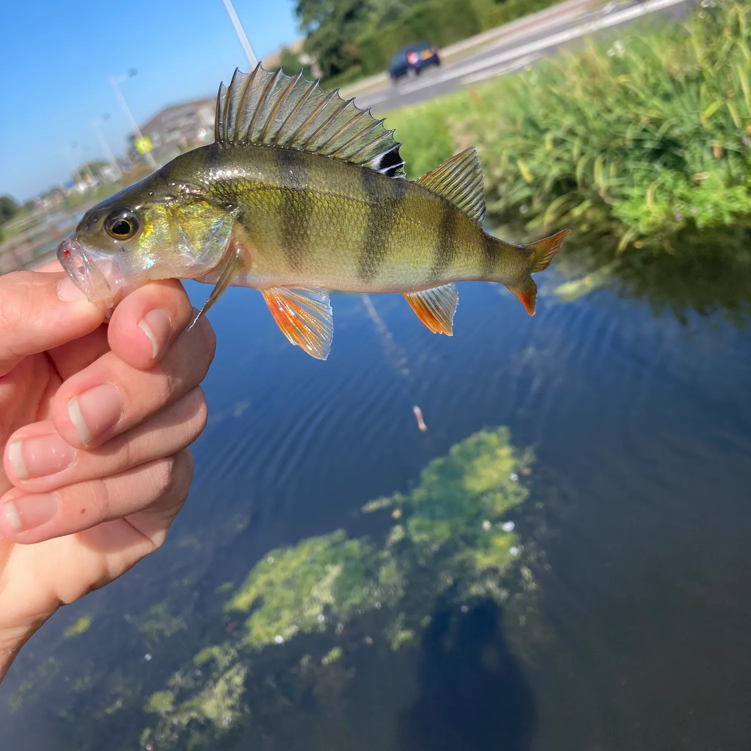 catch
