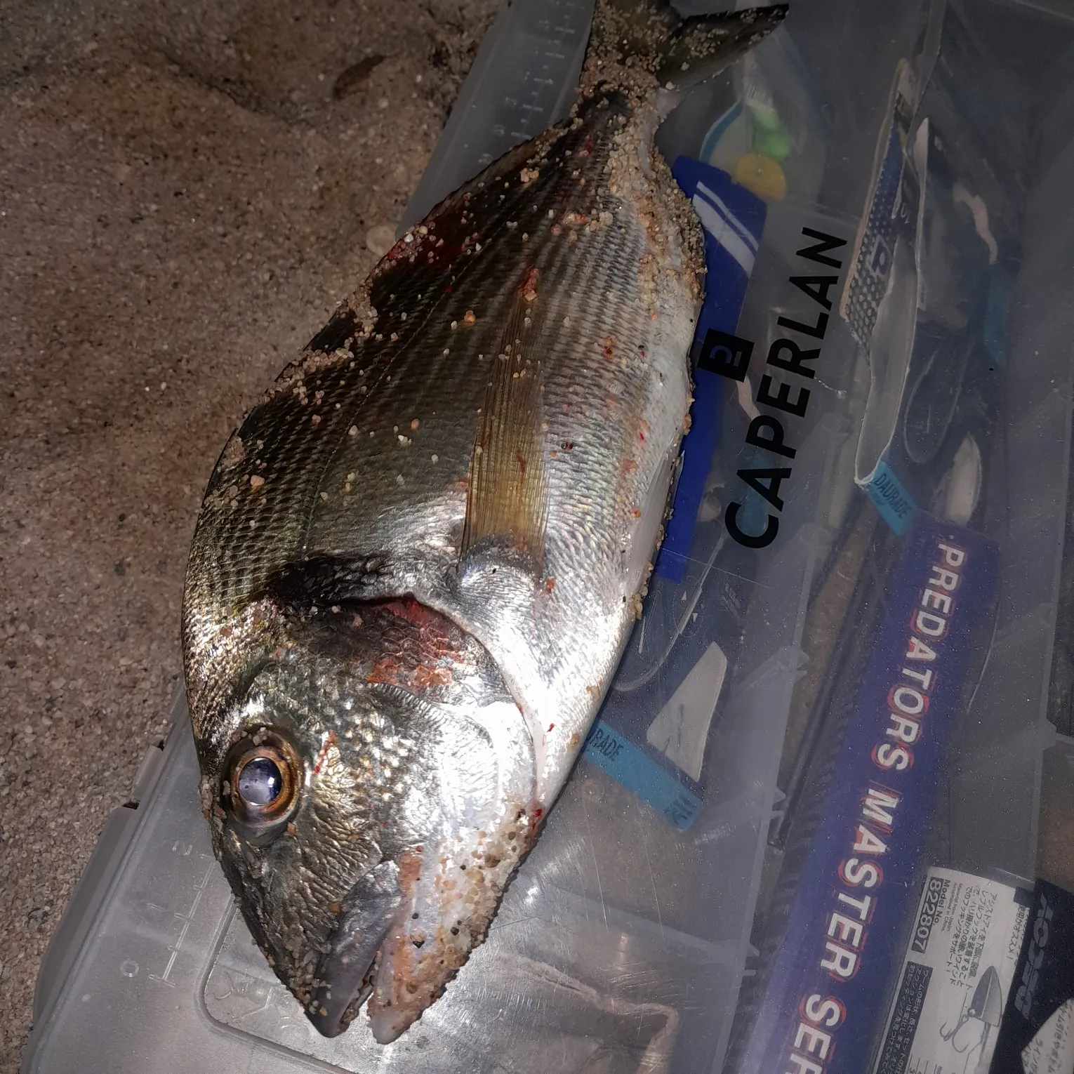 recently logged catches