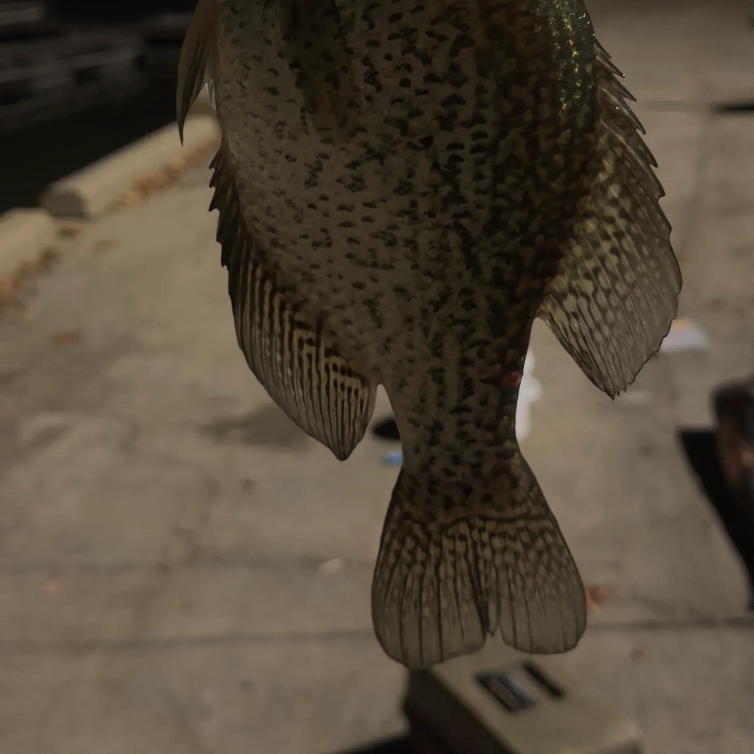 Black crappie caught on Fishbrain