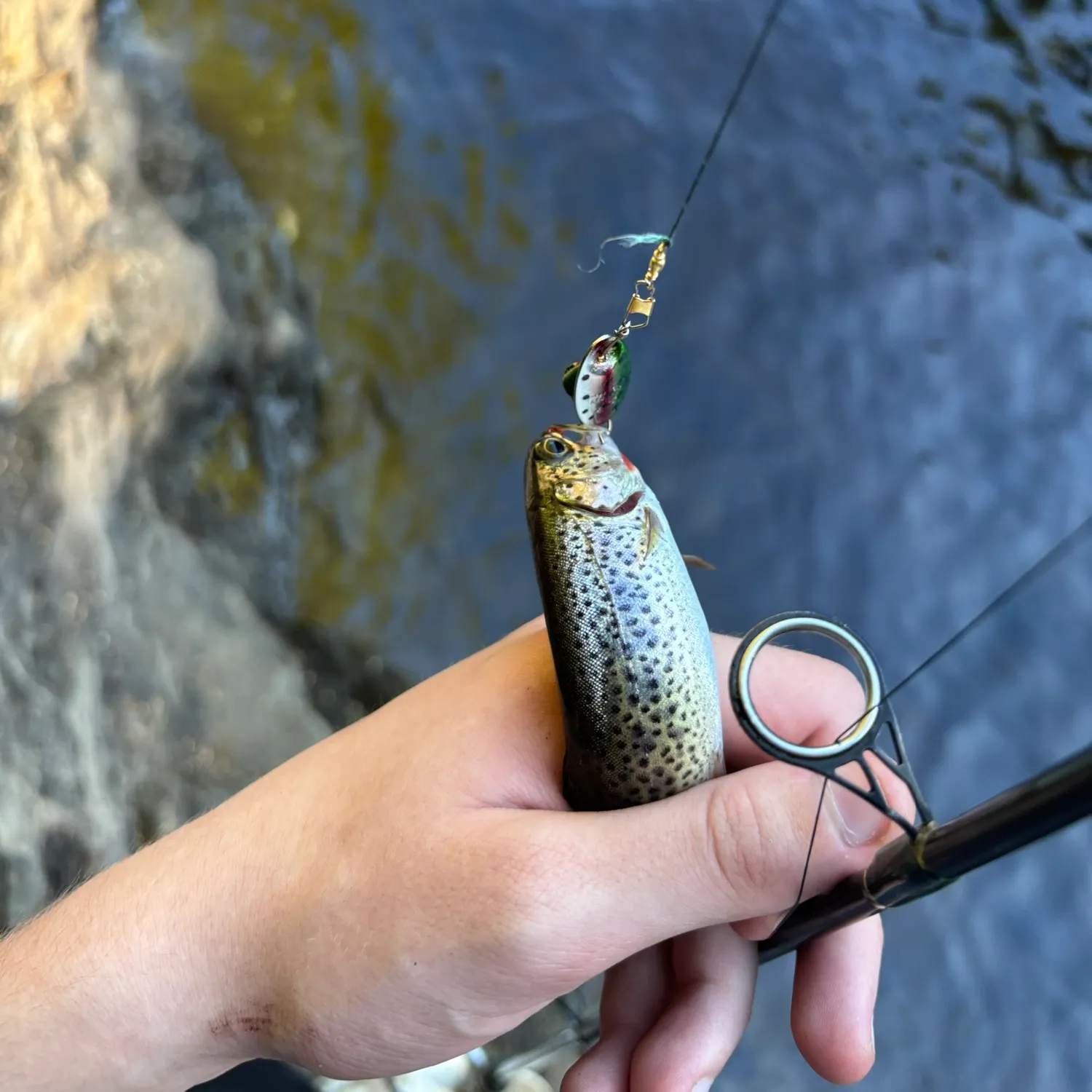 Fish caught on Fishbrain