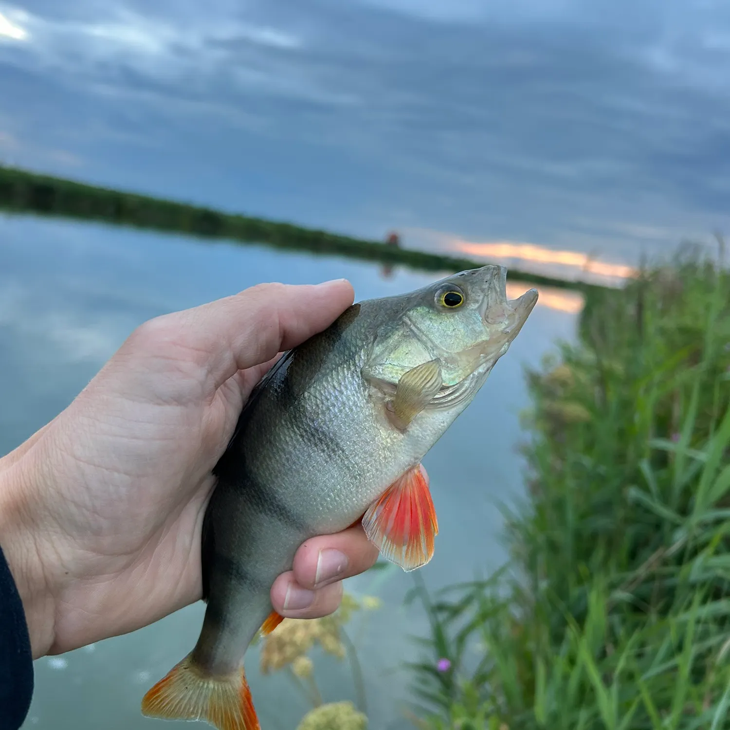European perch caught on Fishbrain