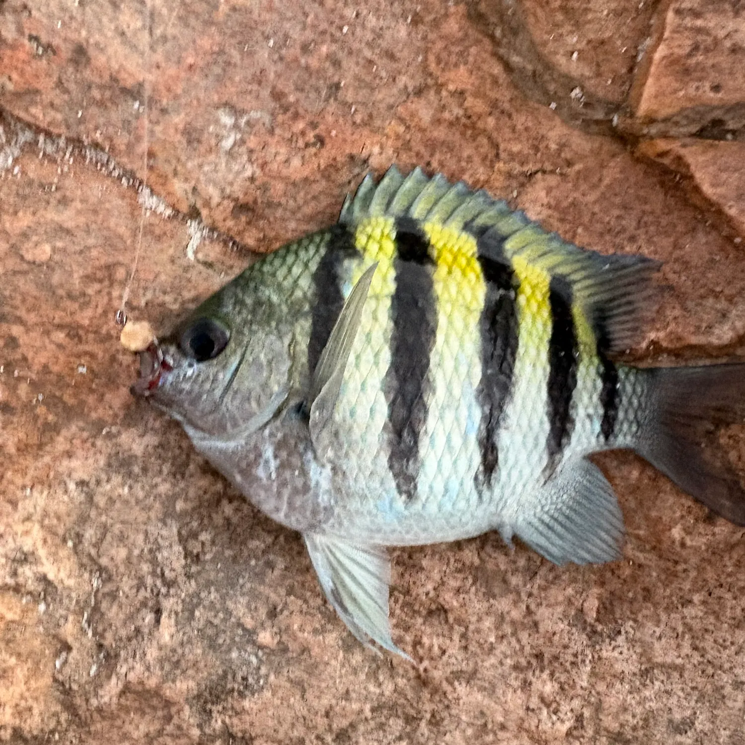 The most recent Sergeant-major catches on Fishbrain