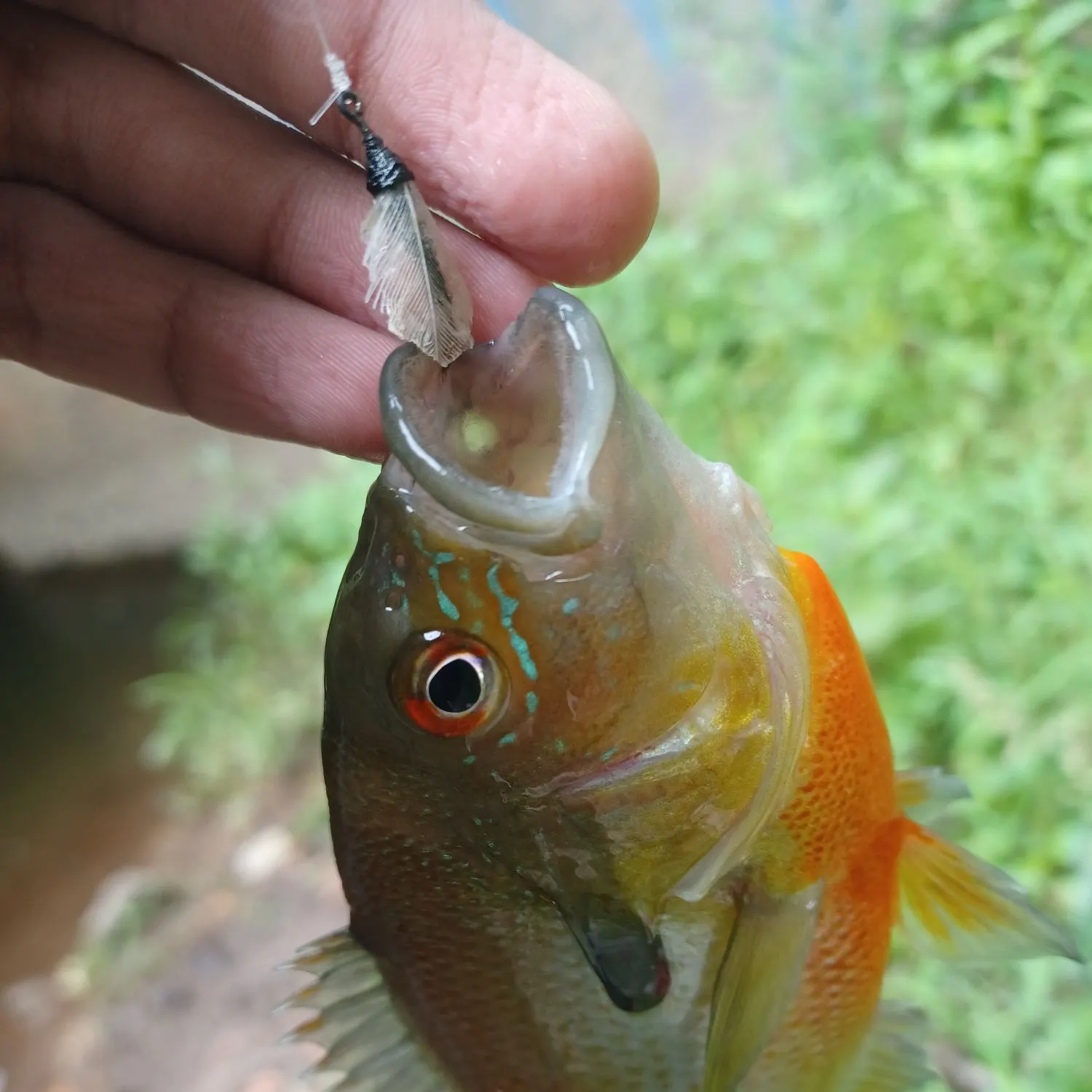 catch