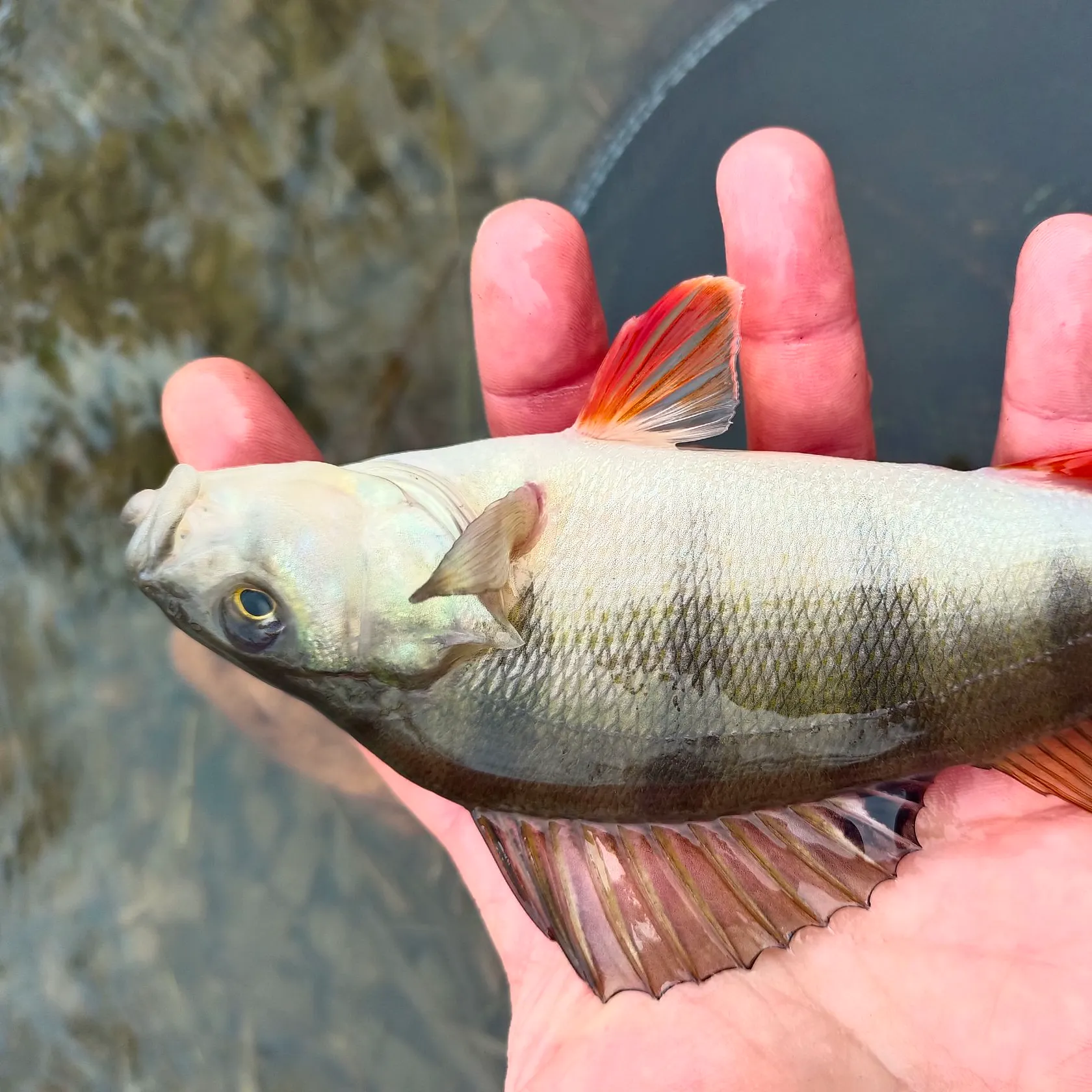 The most recent European perch catches on Fishbrain