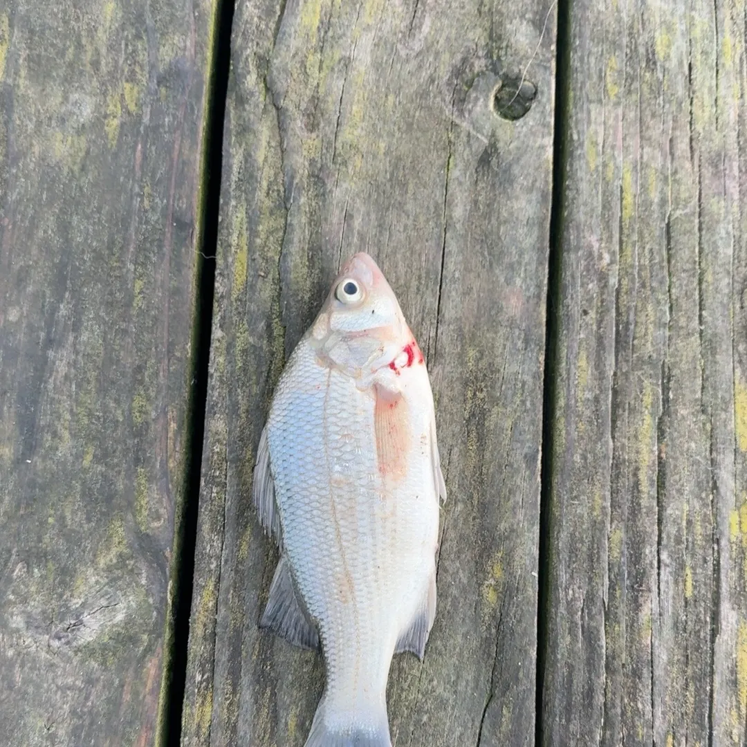 White perch caught on Fishbrain