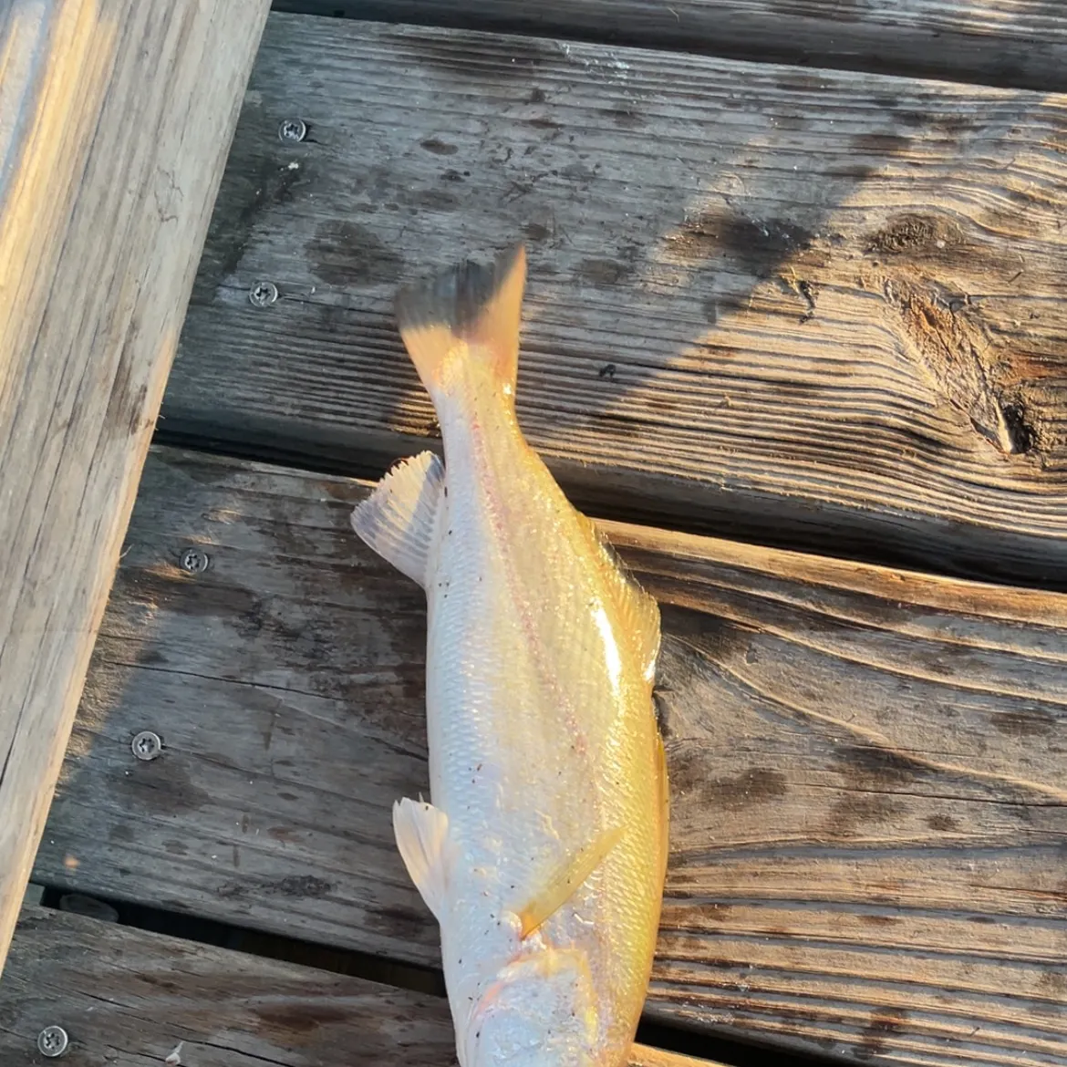Sand seatrout caught on Fishbrain