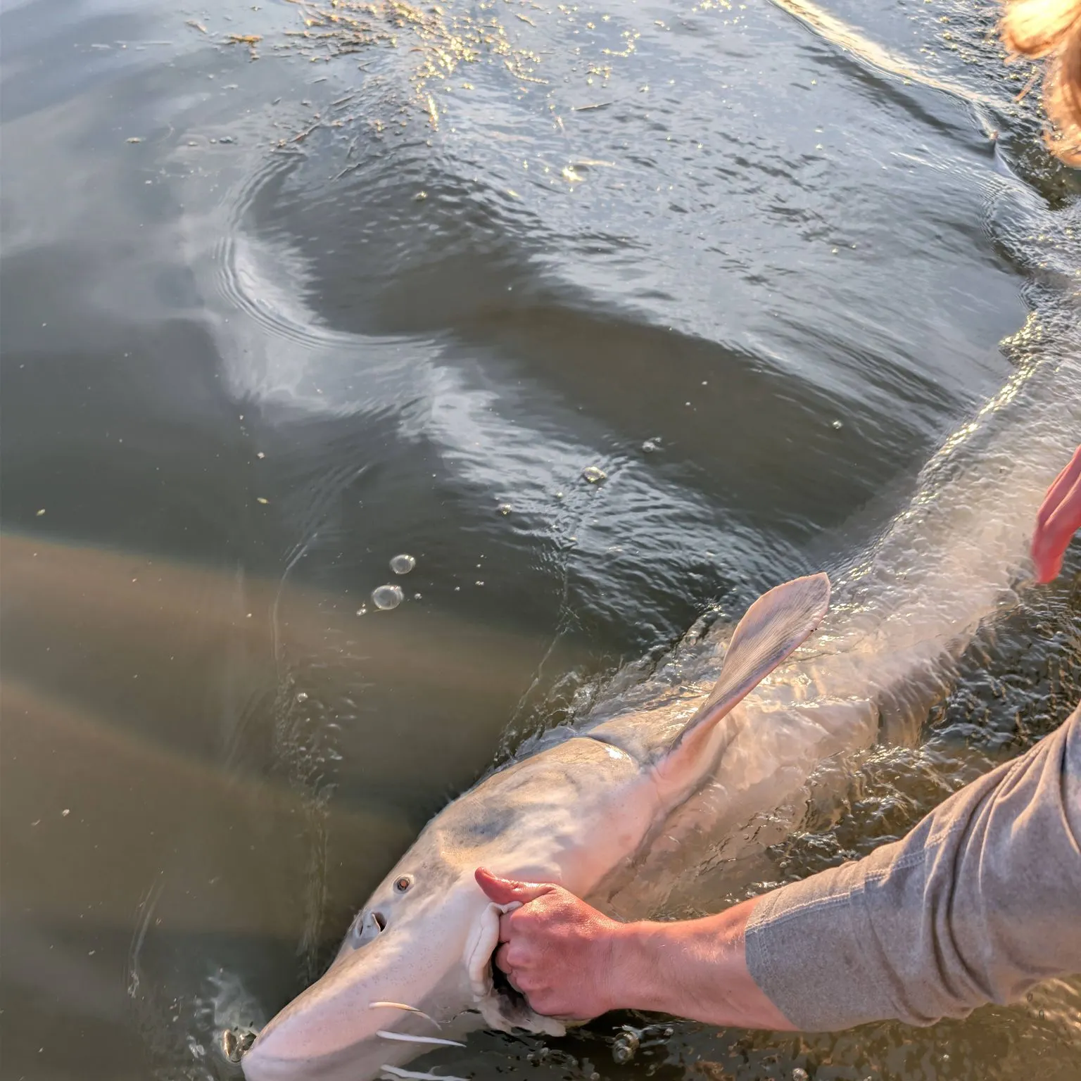 The most recent White sturgeon catches on Fishbrain
