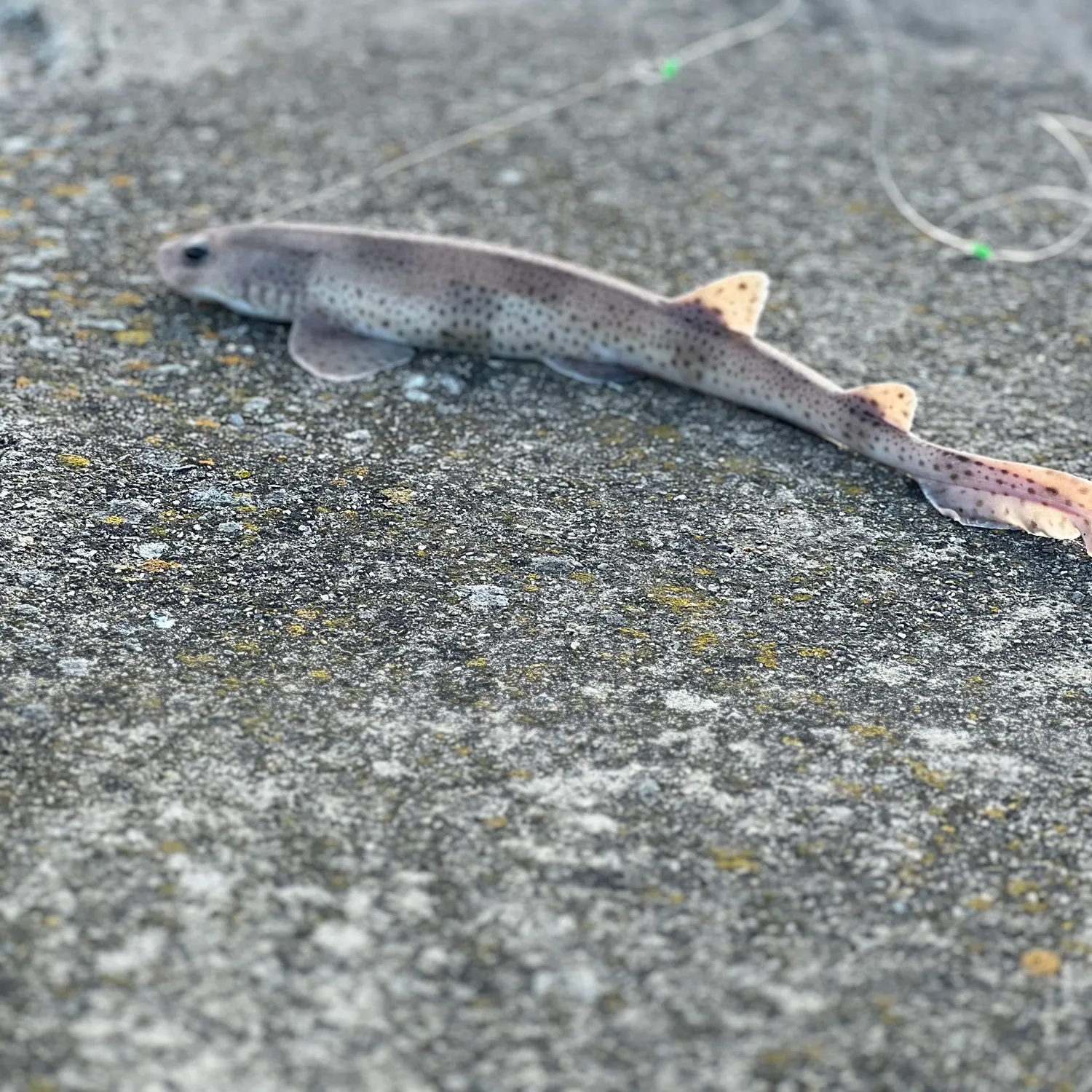 The most recent Lesser spotted dogfish catches on Fishbrain