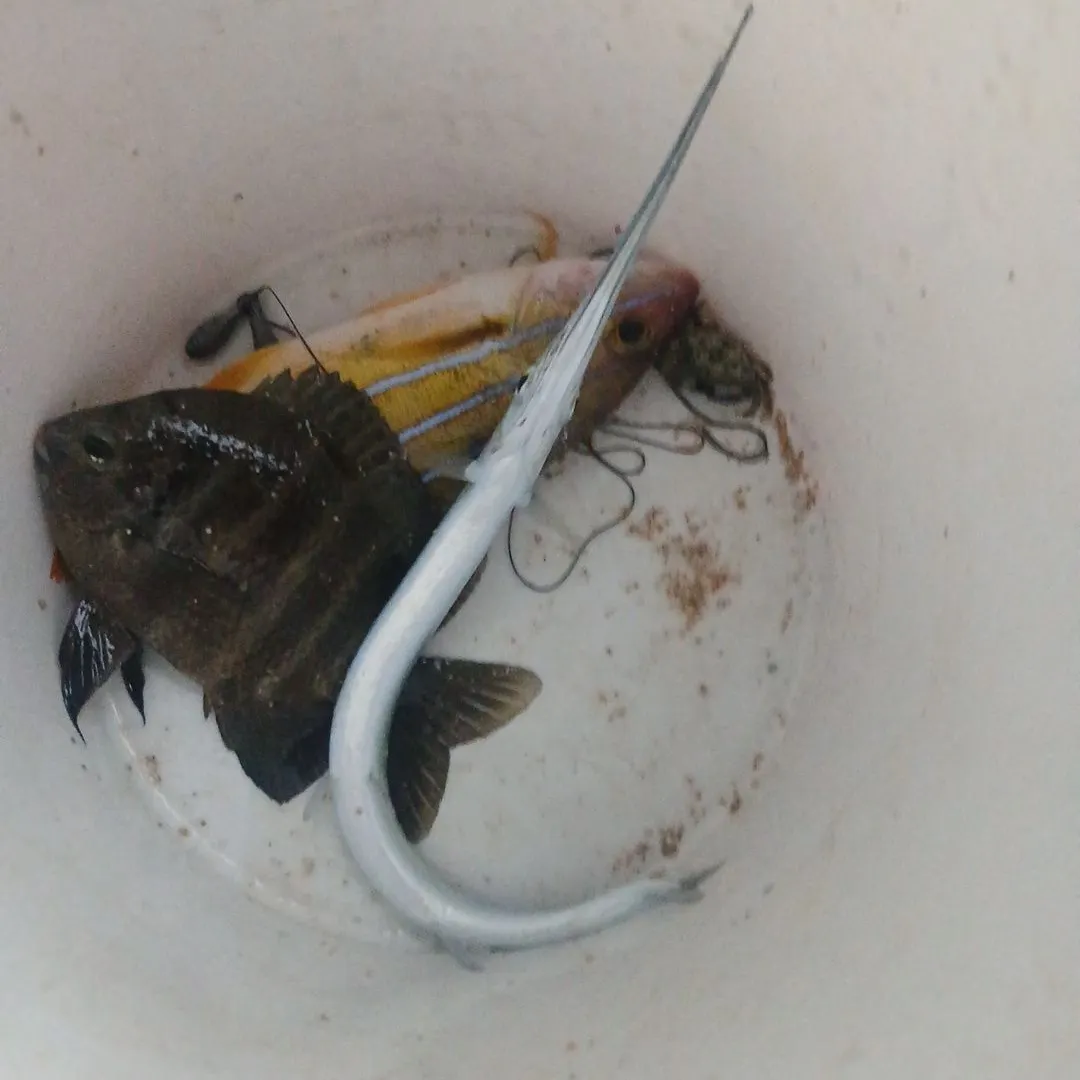 Hound needlefish caught on Fishbrain