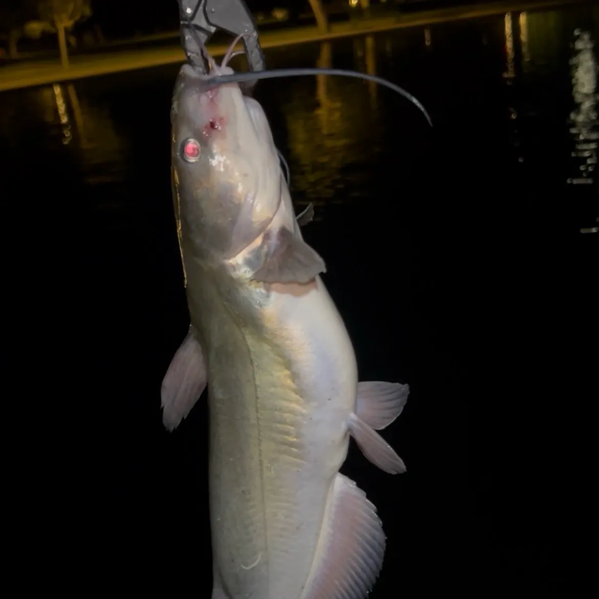 Channel catfish caught on Fishbrain