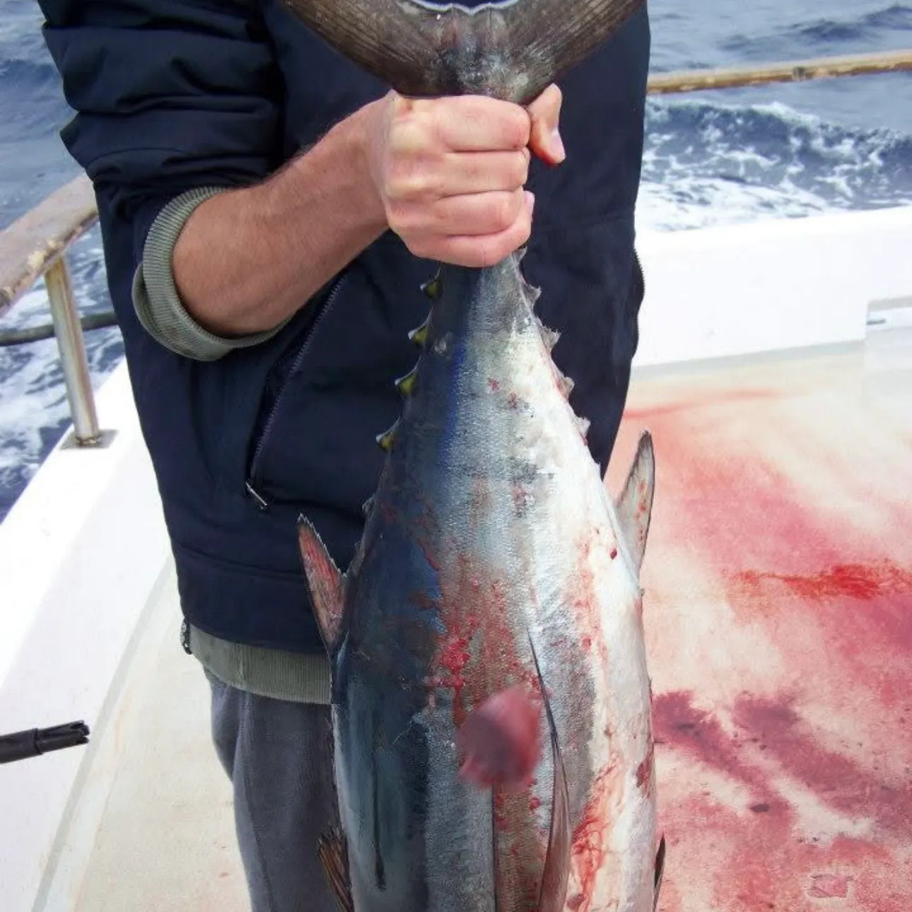The most recent Pacific bluefin tuna catches on Fishbrain