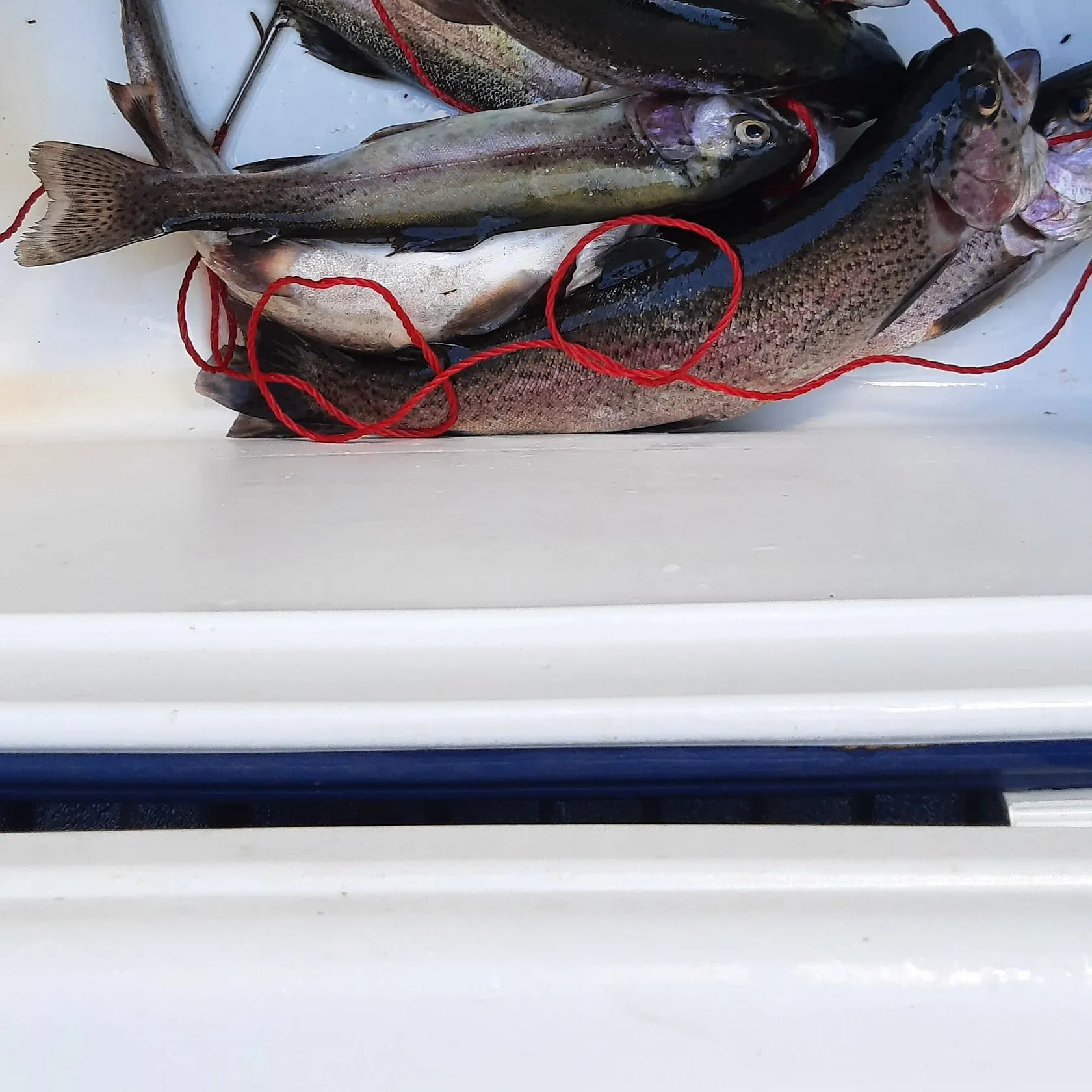Rainbow trout caught on Fishbrain
