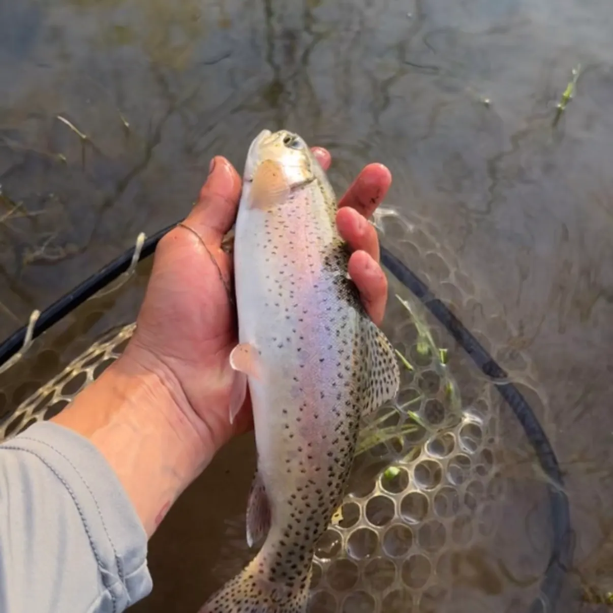 The most recent Cutbow catches on Fishbrain