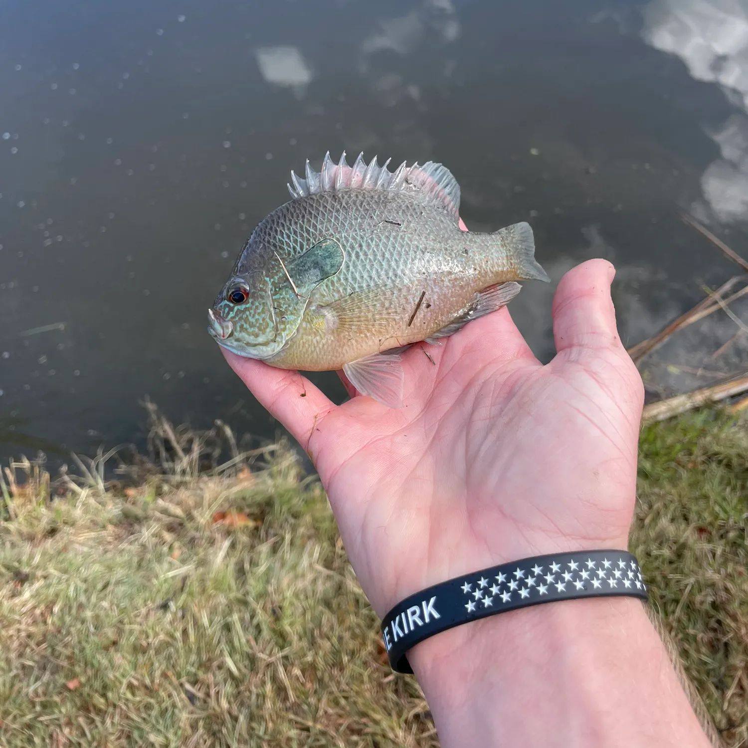 The most recent Plains longear sunfish catches on Fishbrain
