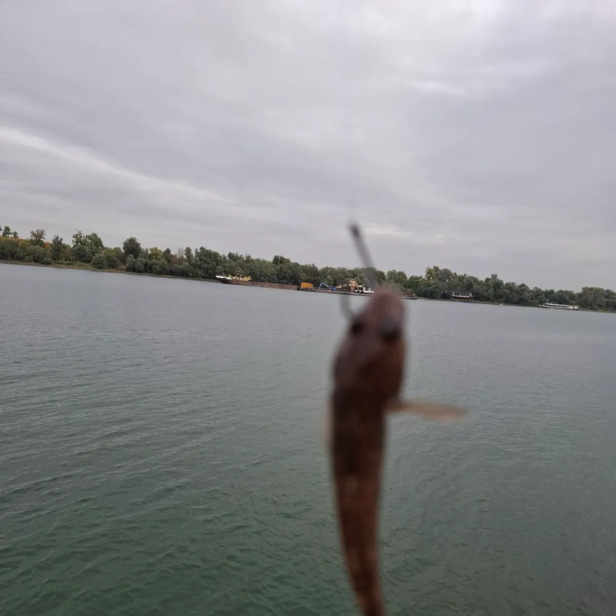 Round goby caught on Fishbrain
