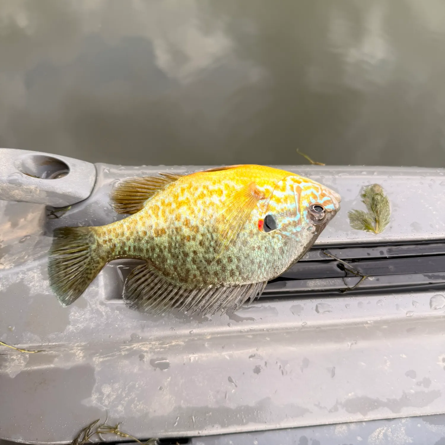 Pumpkinseed caught on Fishbrain